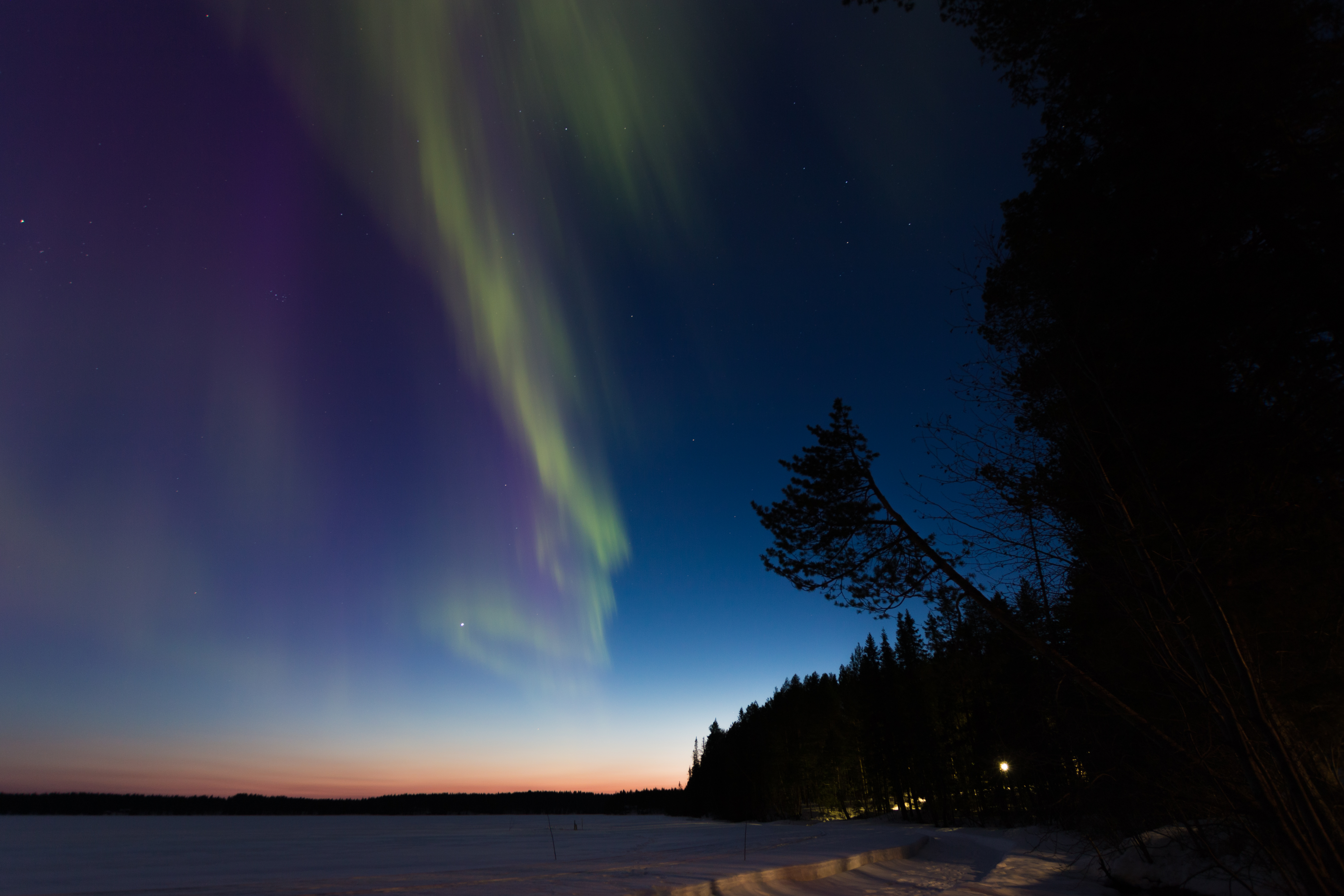 aurora borealis, dark, trees, winter, night, forest, northern lights 4K Ultra