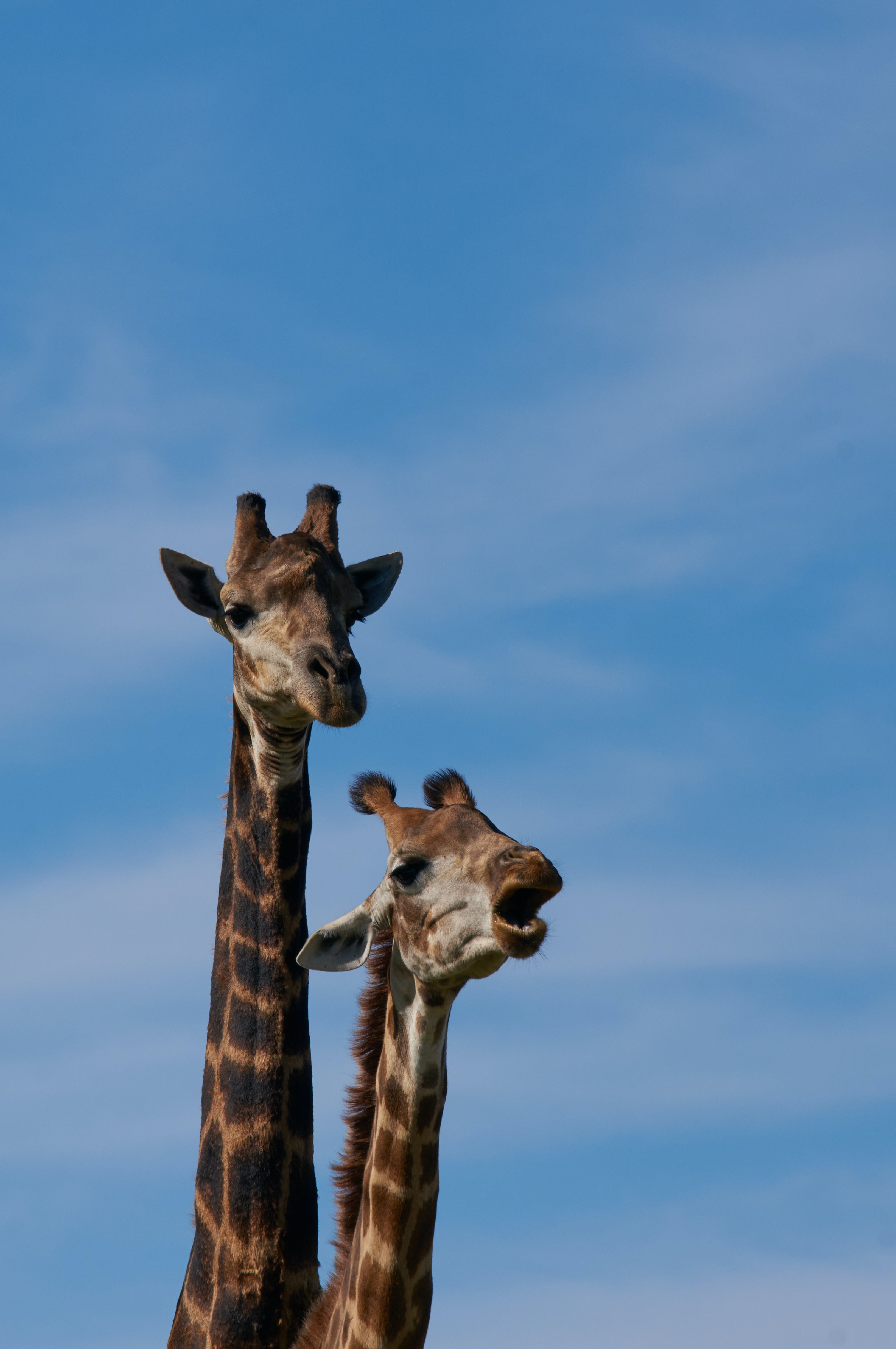 105710 скачать обои жираф, животные, пятна, шея - заставки и картинки бесплатно