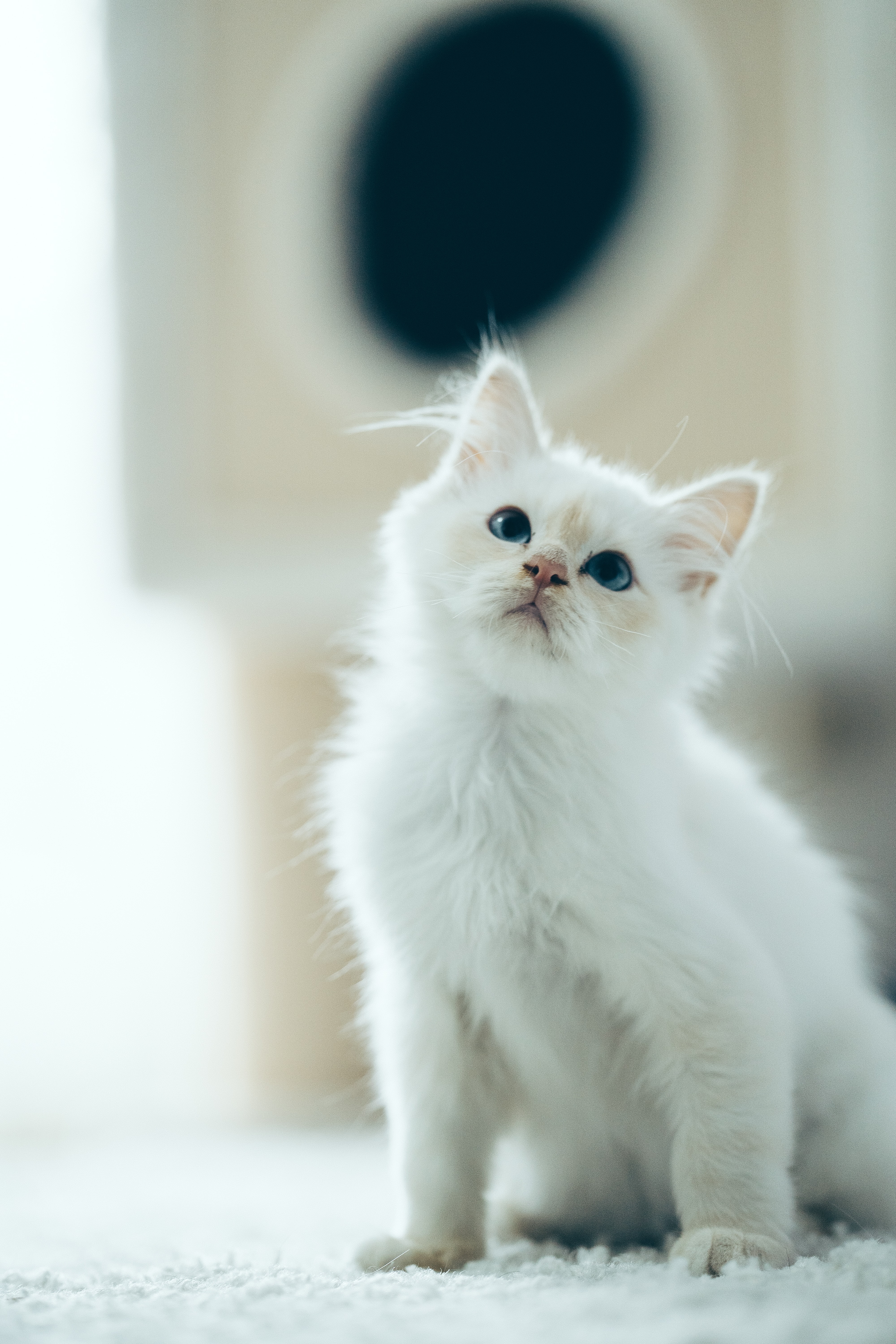 kitty, pet, nice, white, animals, fluffy, kitten, sight, opinion, sweetheart