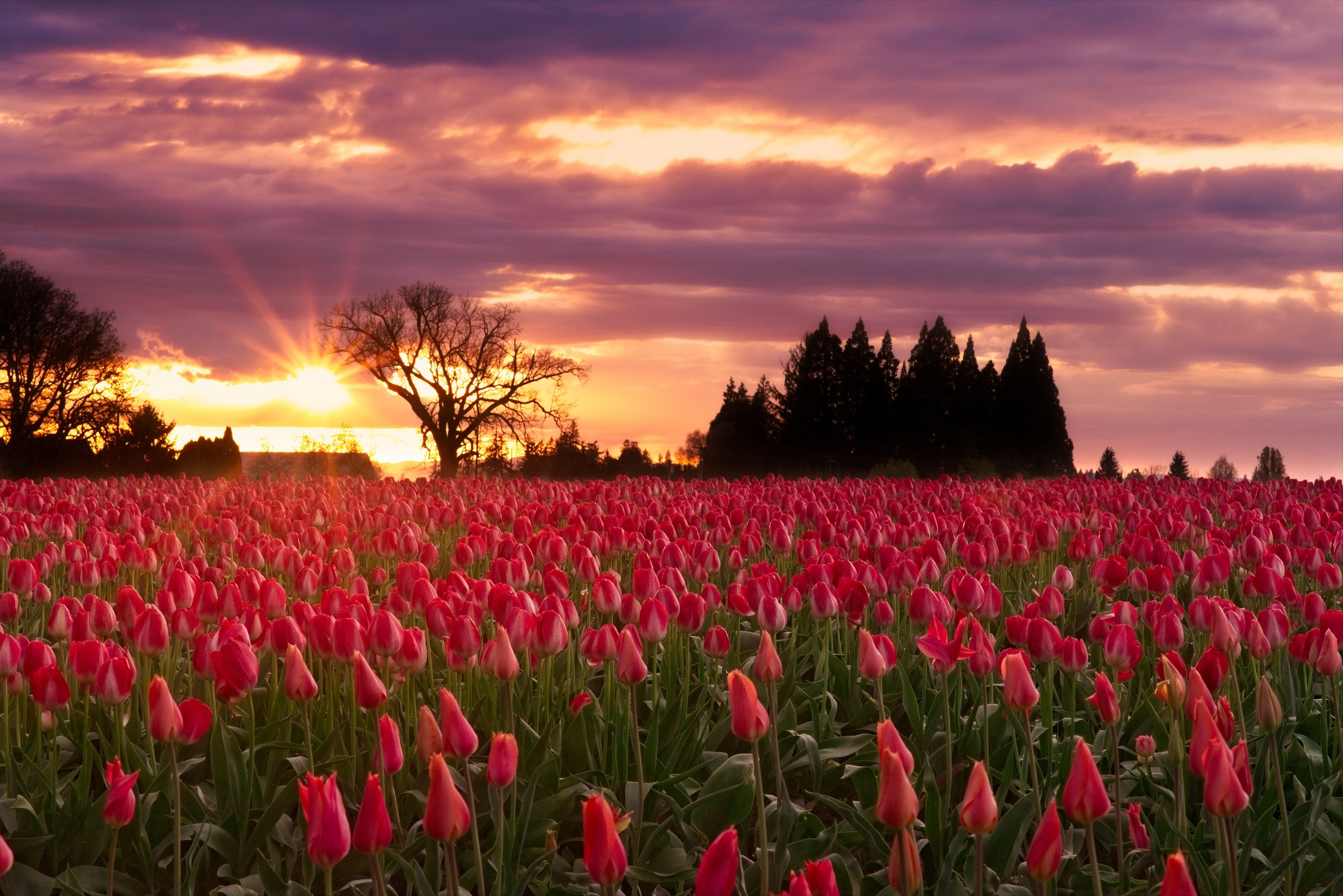 Фото с тюльпанами в поле