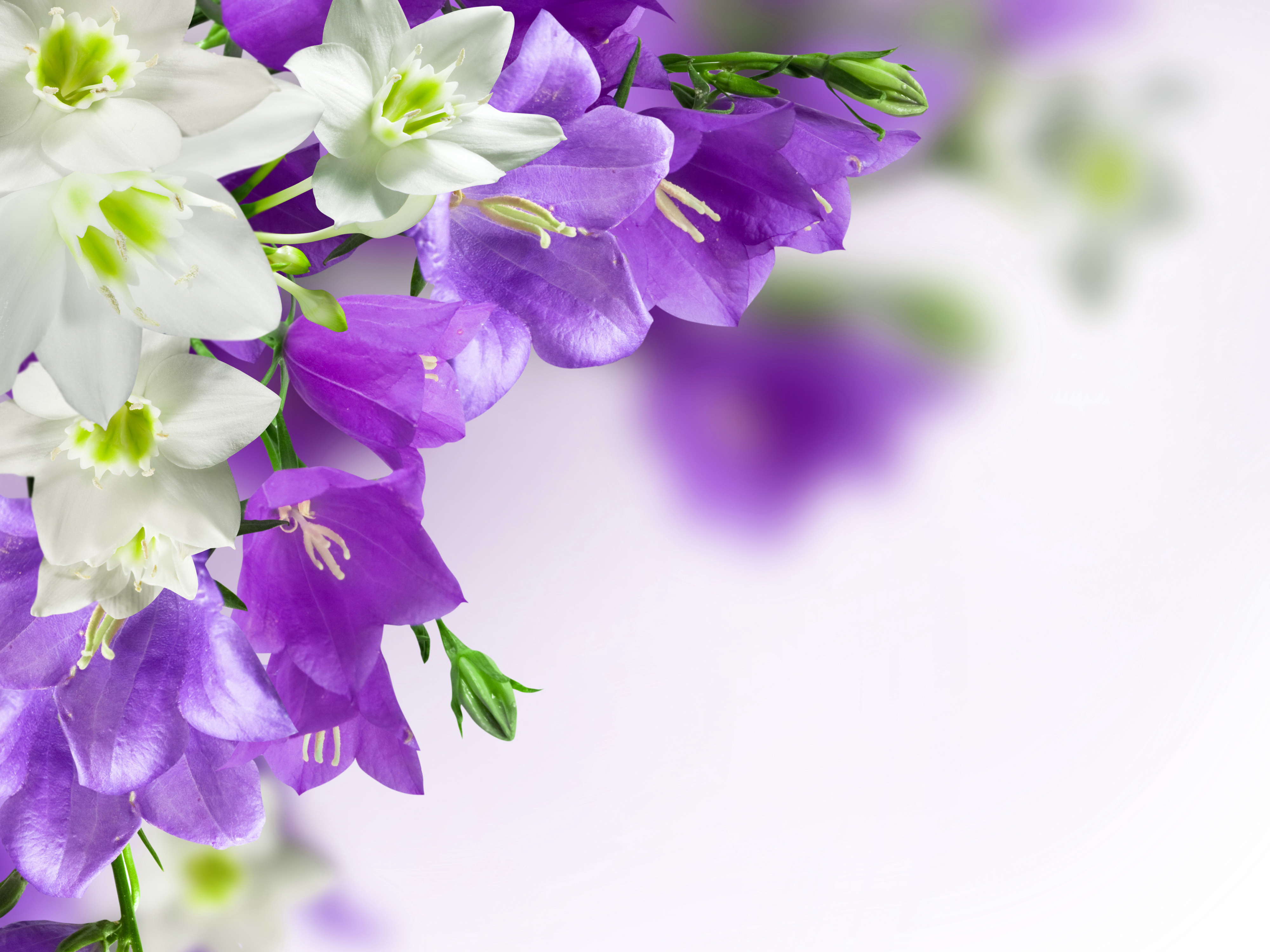 395242 скачать обои колокольчик, фиолетовый цветок, земля/природа, крупный план, цветок, белый цветок, флауэрсы - заставки и картинки бесплатно