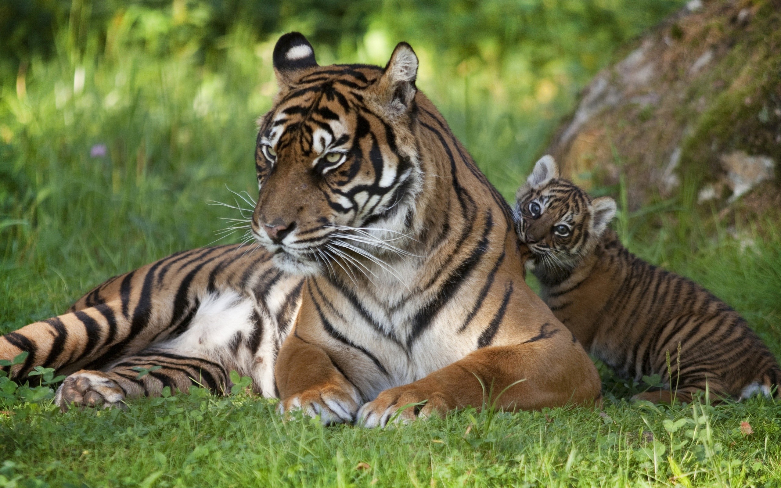 Тигр тигрица и Тигренок