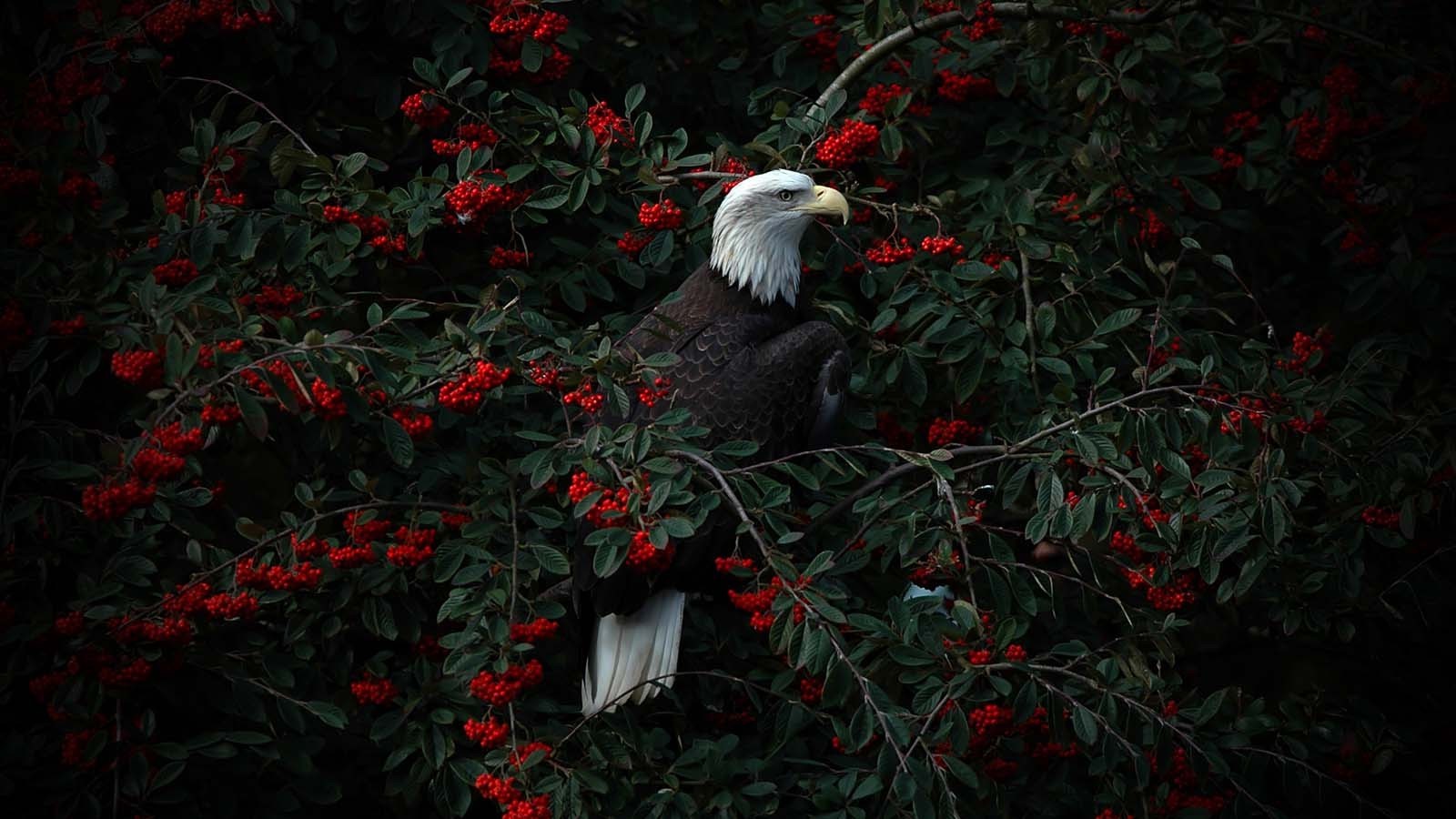 Download mobile wallpaper Birds, Bird, Berry, Animal, Bald Eagle for free.