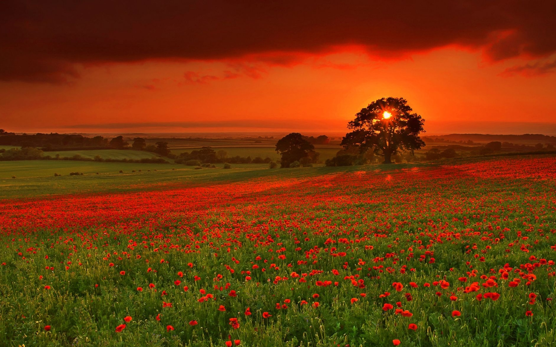 Download mobile wallpaper Landscape, Sunset, Fields, Poppies for free.
