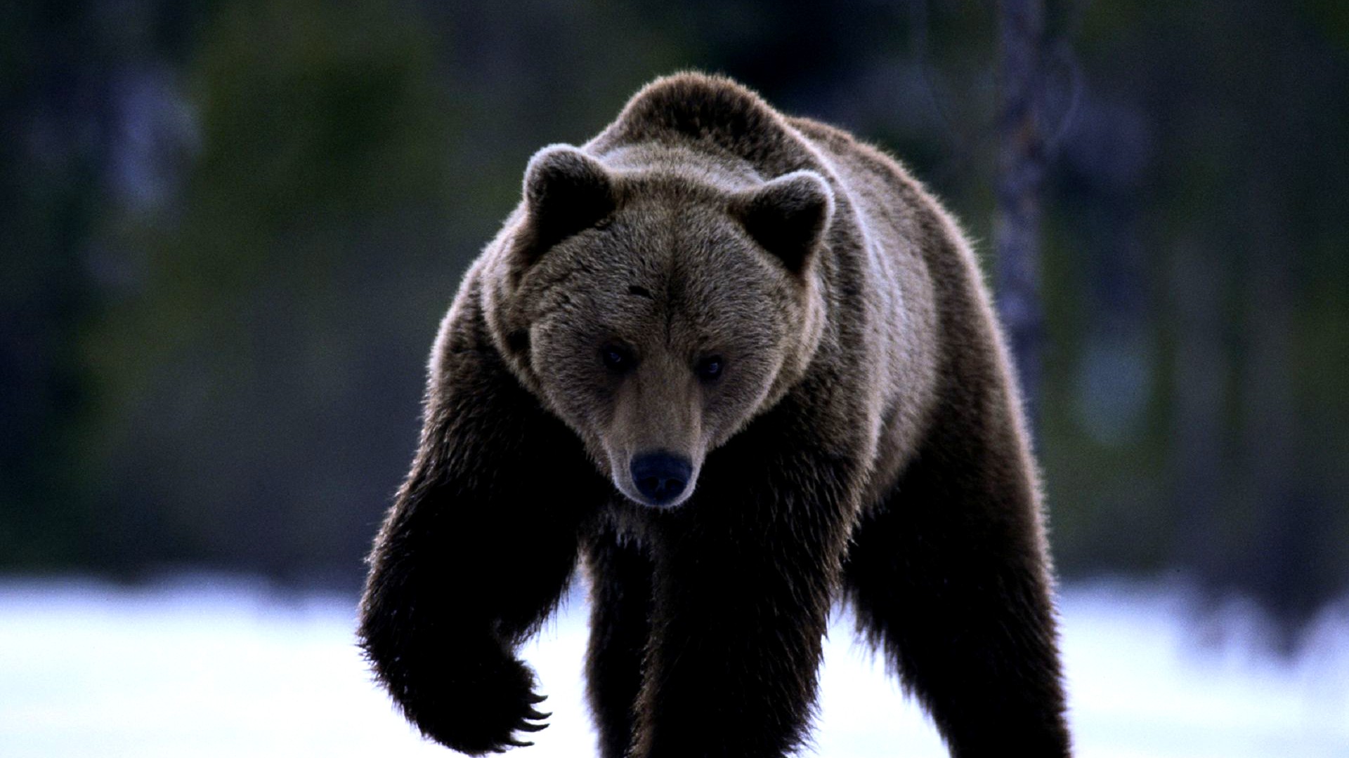 Алексей медведь