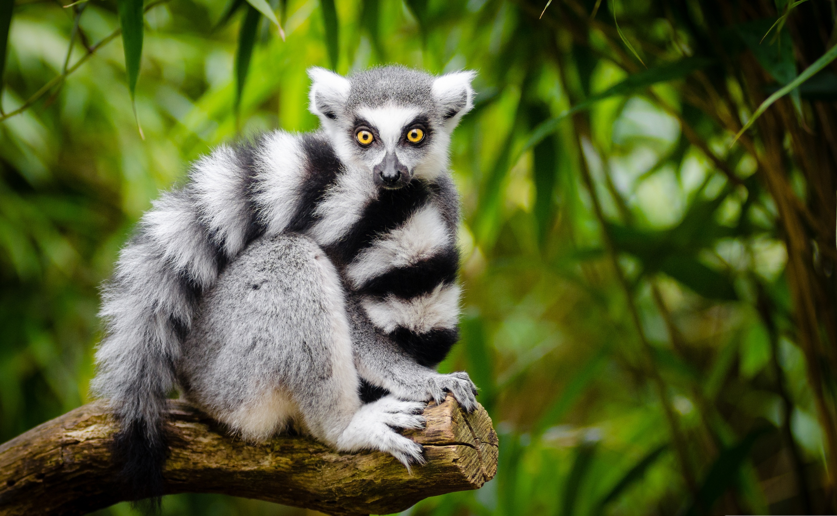 423541 Hintergrundbild herunterladen tiere, lemur, primas, affen - Bildschirmschoner und Bilder kostenlos