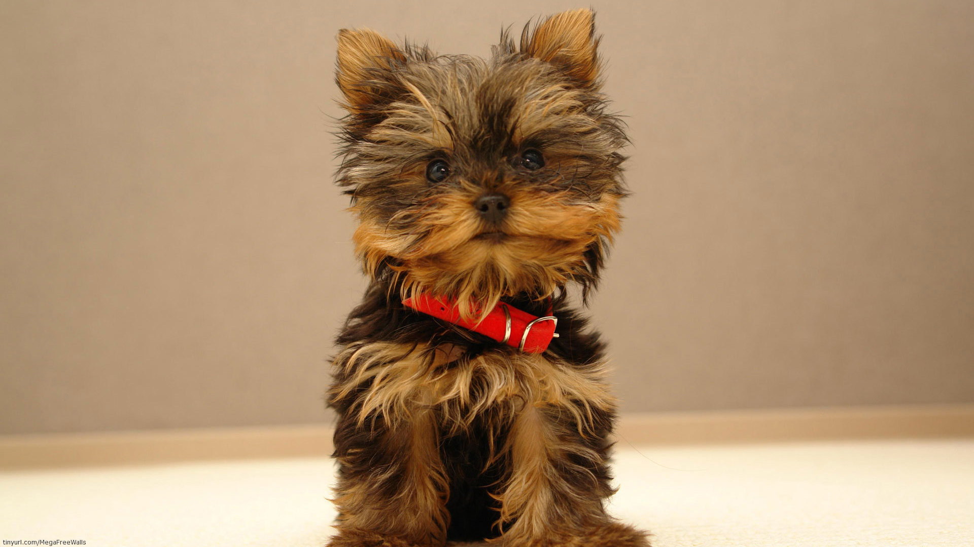 yorkshire terrier, animal, baby animal, cute, dog, puppy