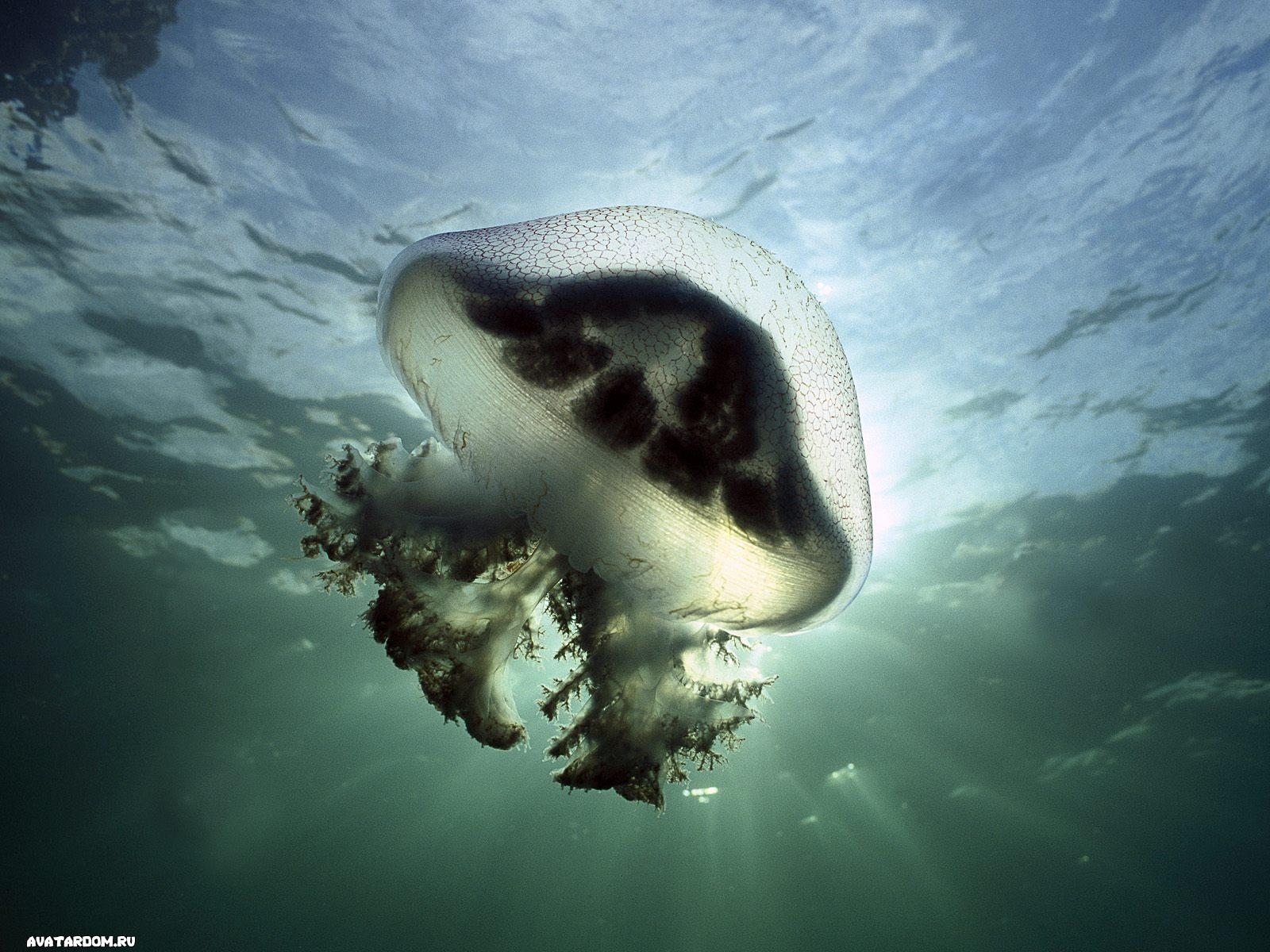 Laden Sie das Wasser, Jellyfish, Tiere, Sea-Bild kostenlos auf Ihren PC-Desktop herunter
