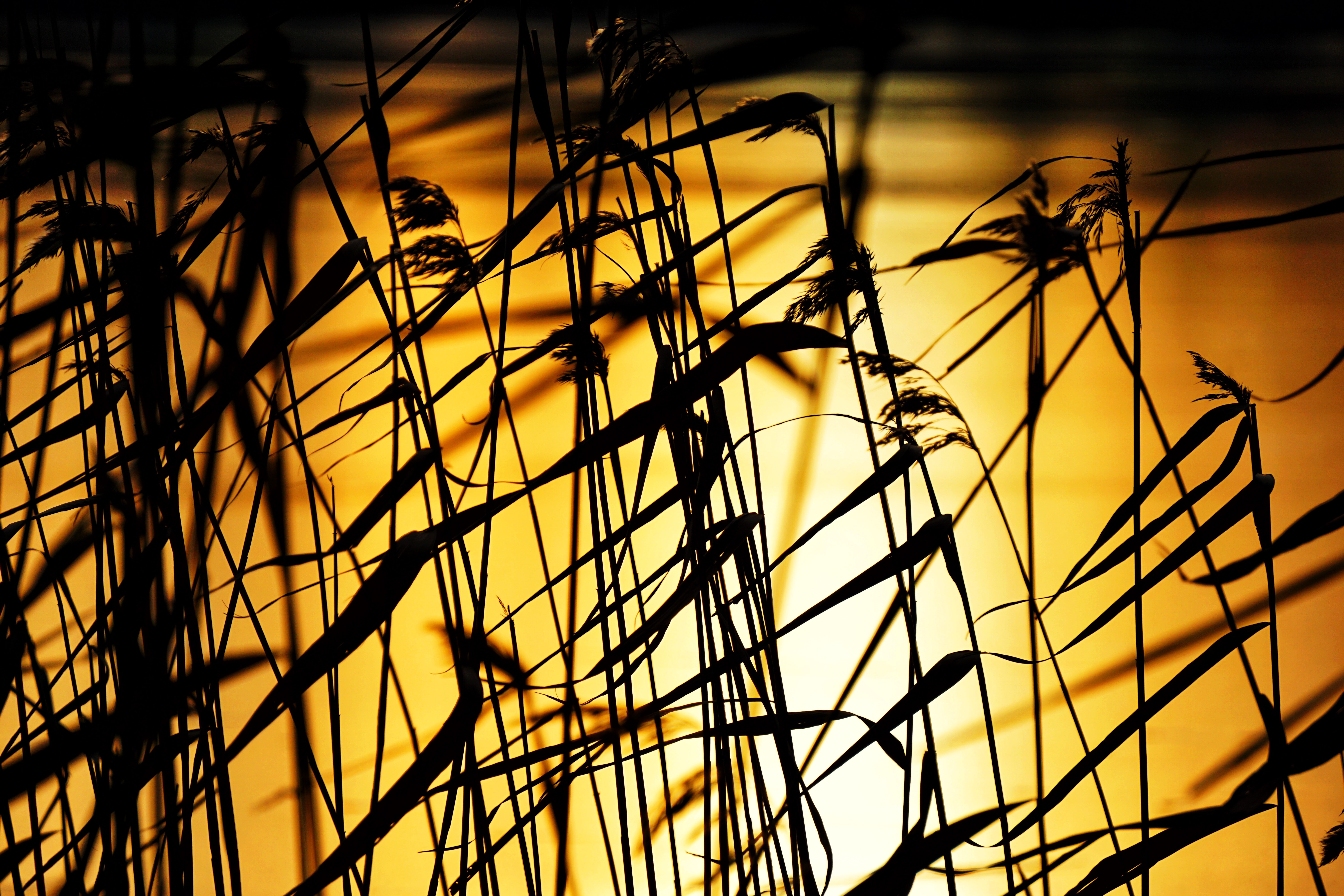 Free download wallpaper Sunset, Grass, Dusk, Twilight, Dark, Plants on your PC desktop
