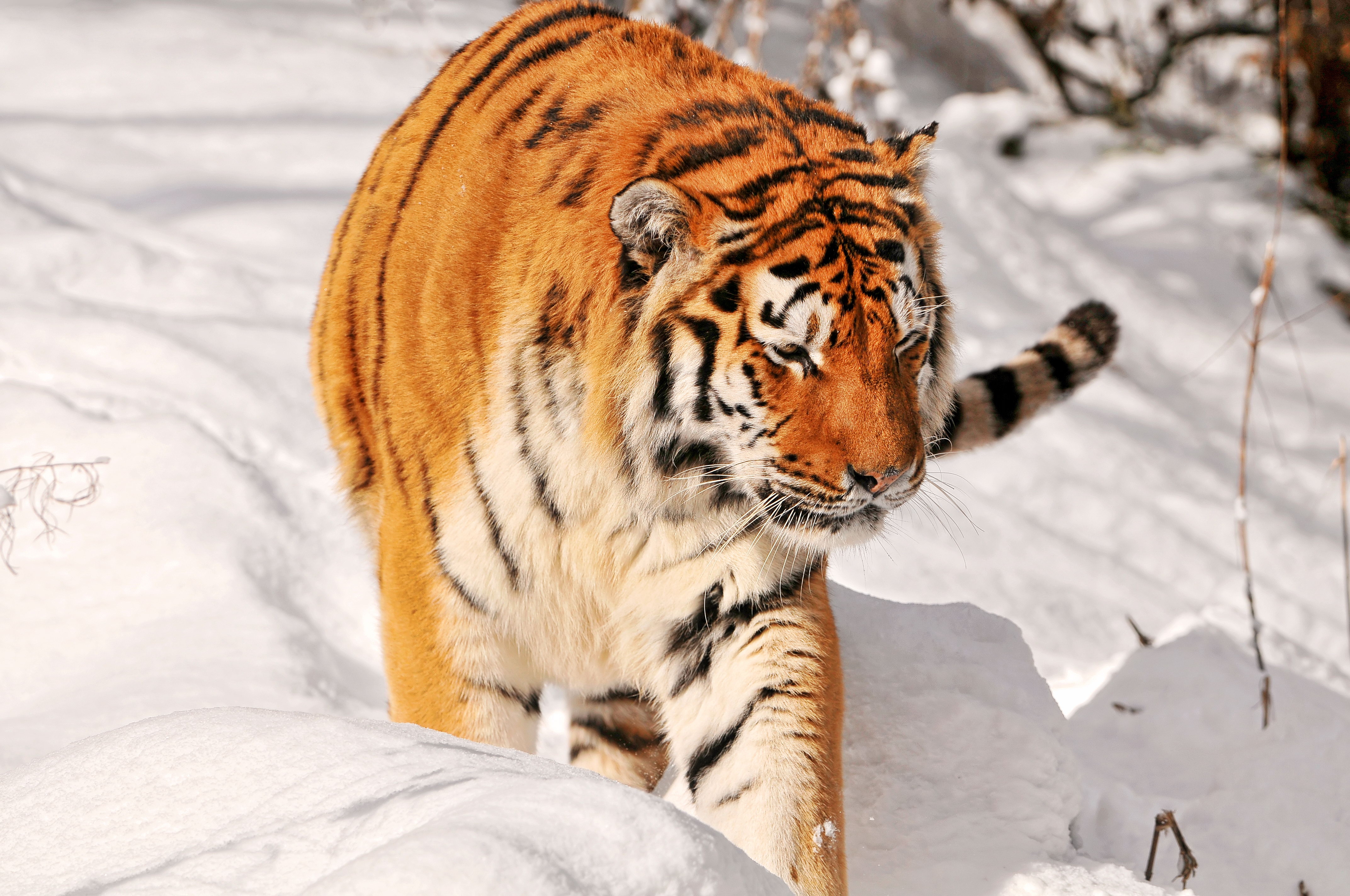 157360 Bild herunterladen tiere, schnee, steigen, raubtier, predator, tiger, klettern - Hintergrundbilder und Bildschirmschoner kostenlos