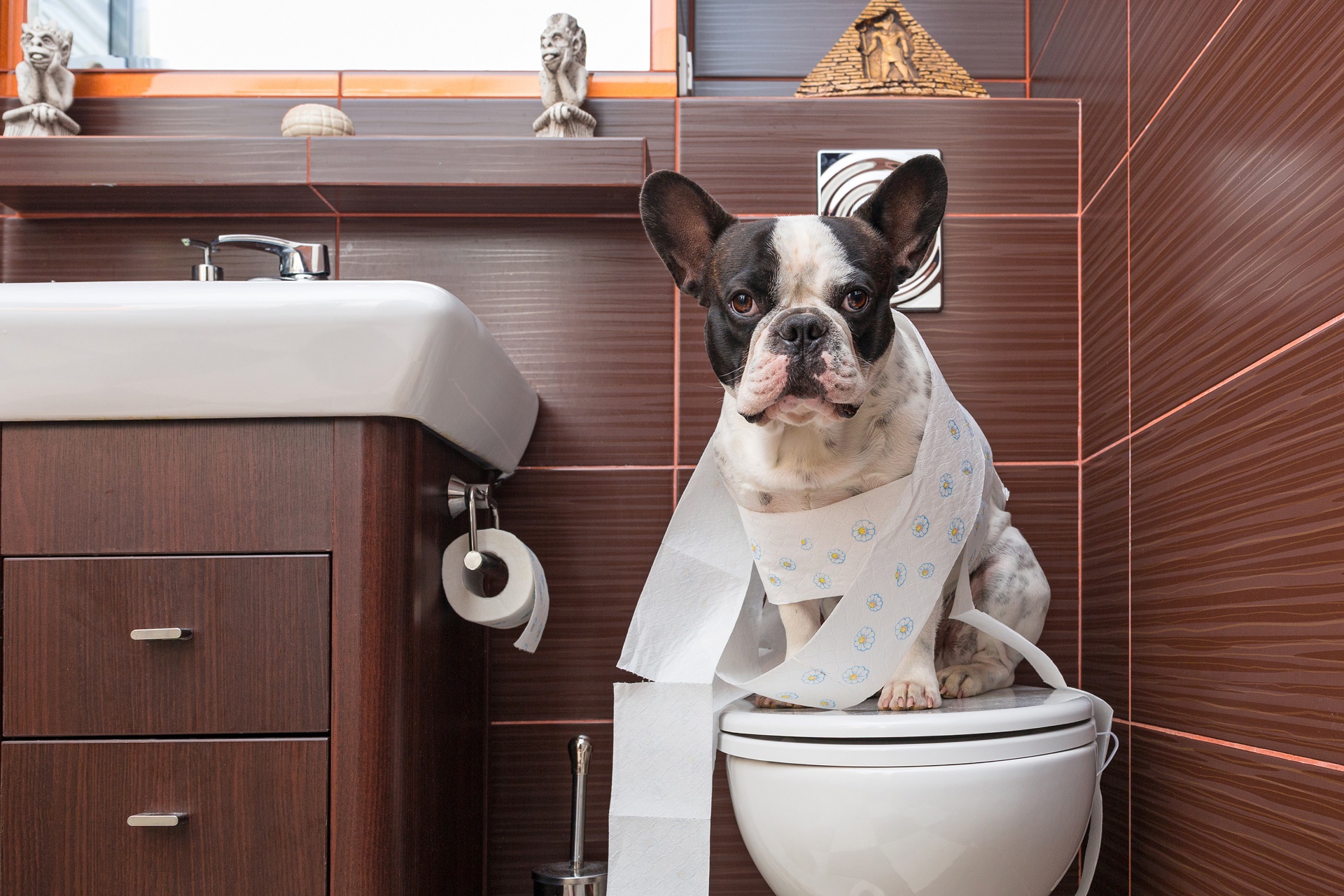 cute, animal, french bulldog, bathroom, bulldog, dog, funny, toilet, dogs