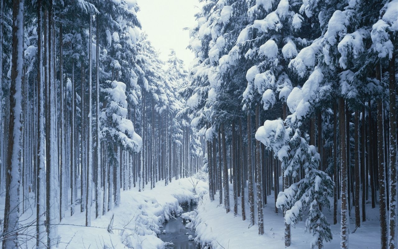 Handy-Wallpaper Landschaft, Natur, Bäume, Schnee kostenlos herunterladen.