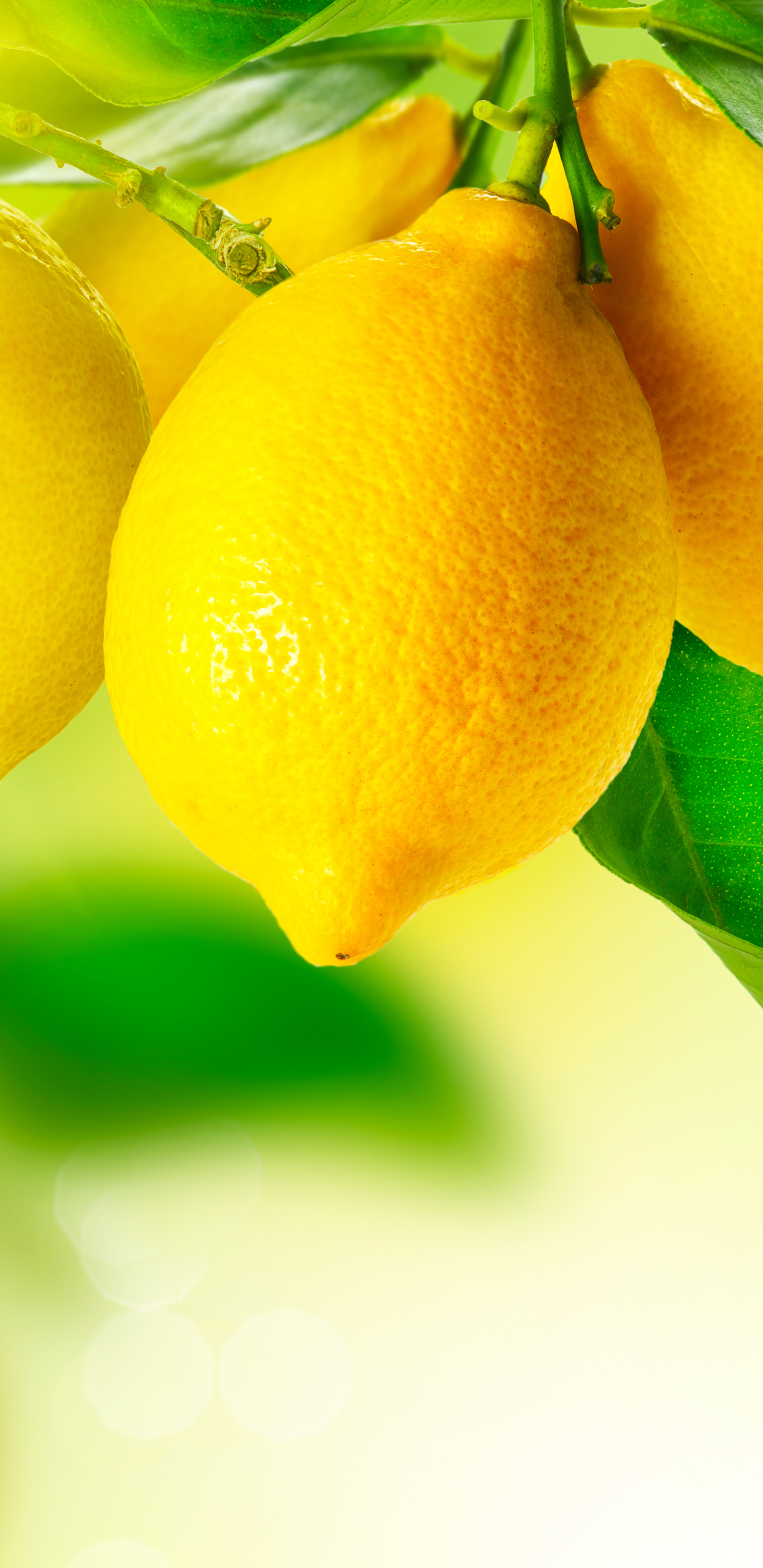 Заставка лимоны