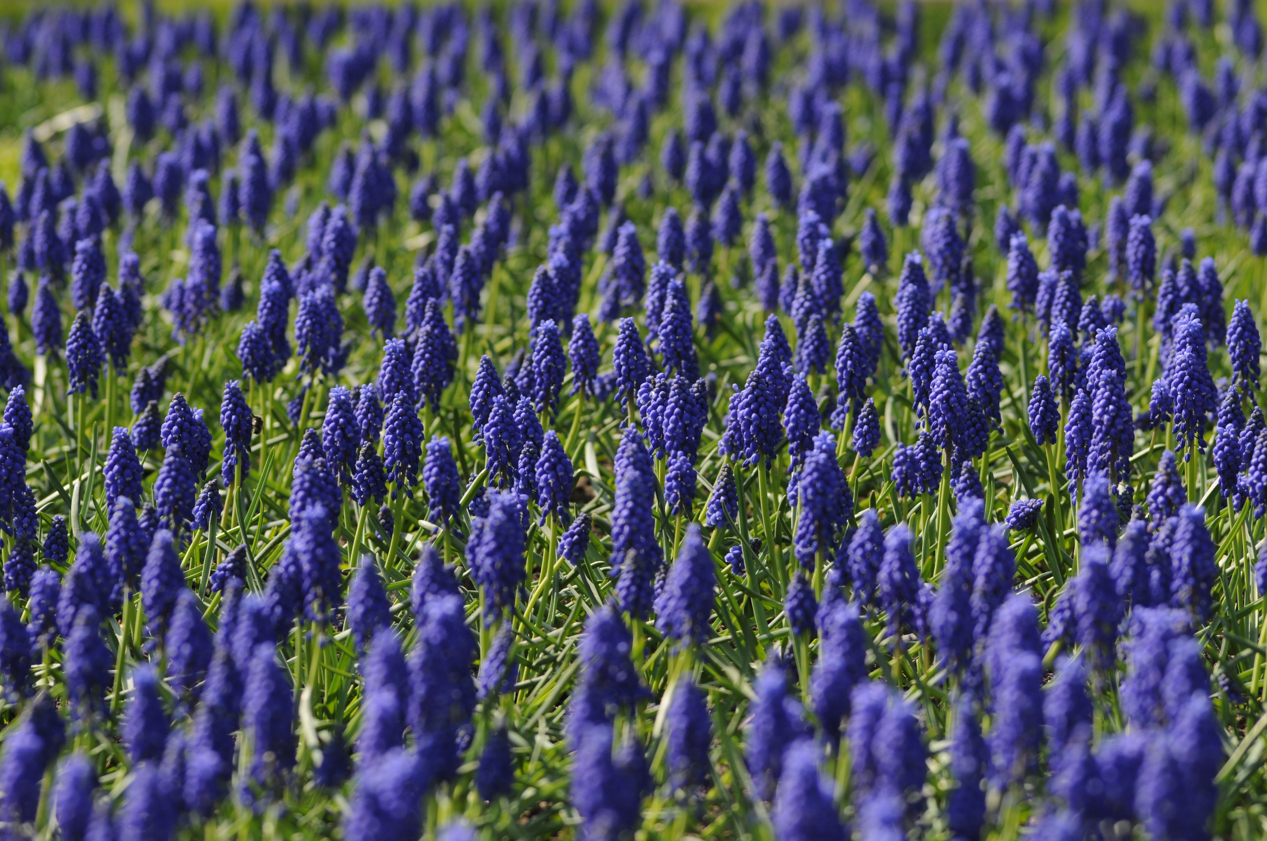 French Lavender С†РІРµС‚С‹