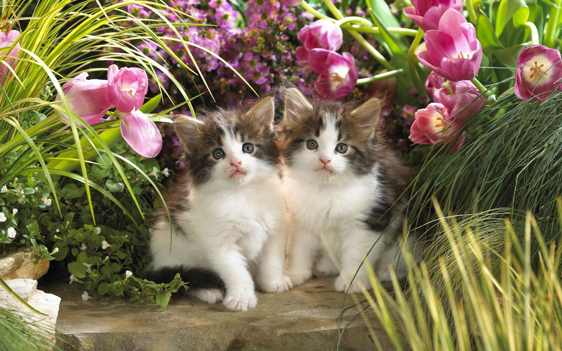 101281 скачать обои котята, цветы, пара, пушистый, животные - заставки и картинки бесплатно
