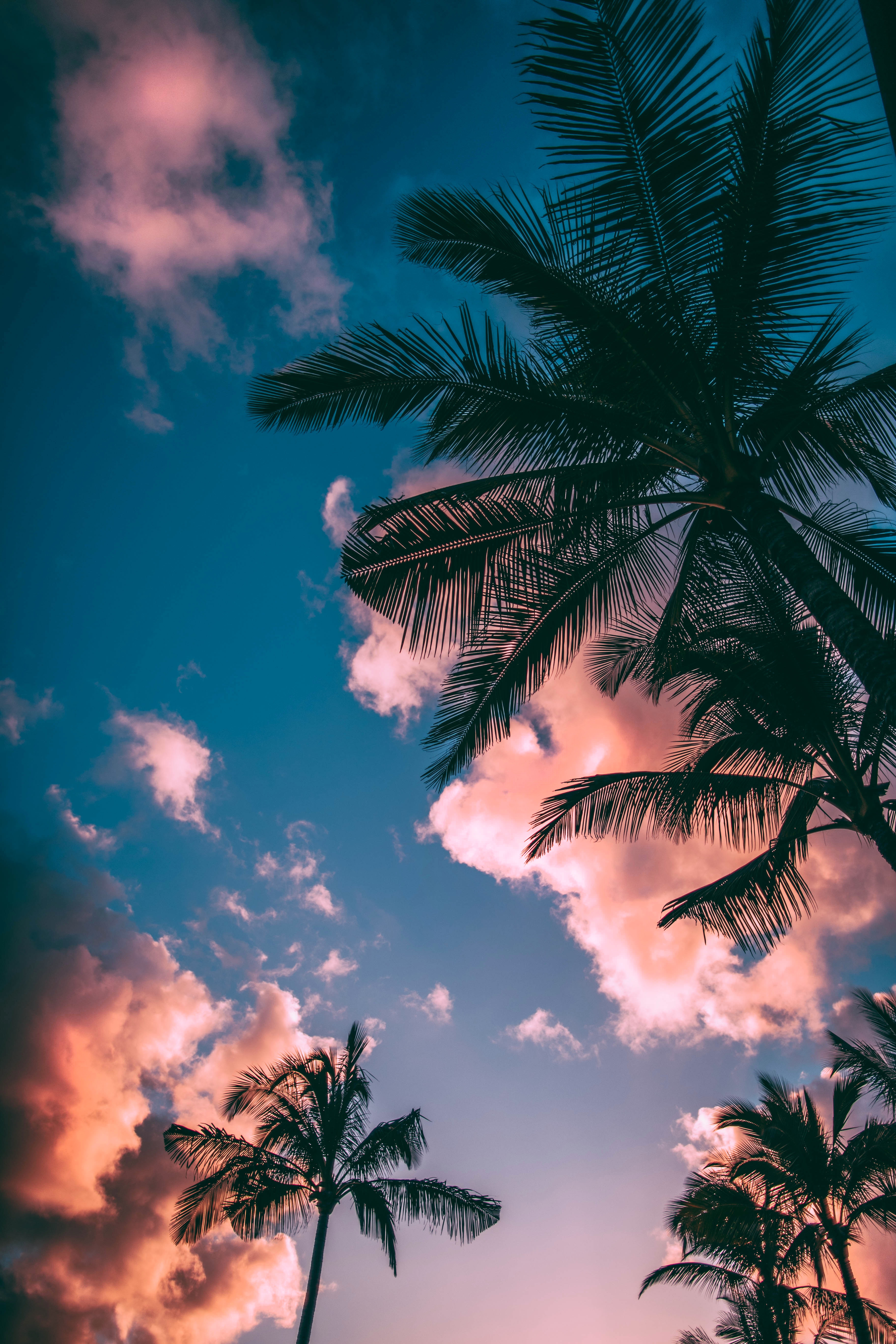 sunset, sky, palms, bottom view, nature, clouds, branches, porous images