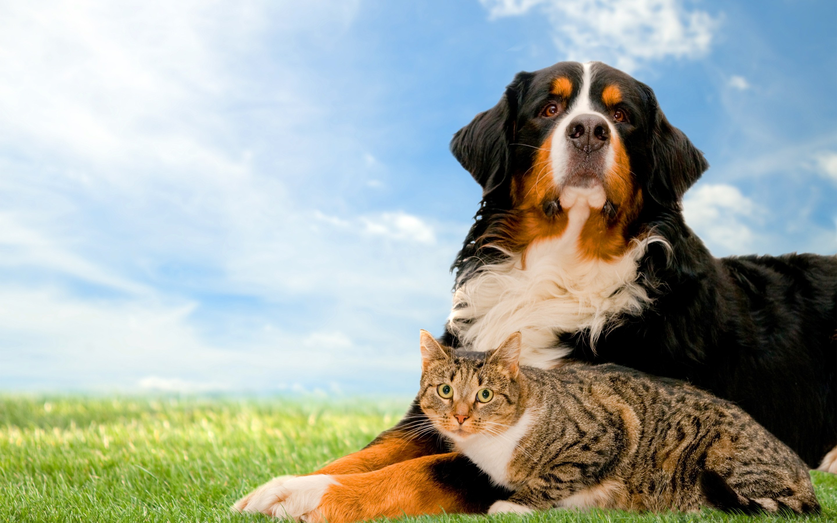 596872 descargar fondo de pantalla animales, perro y gato: protectores de pantalla e imágenes gratis