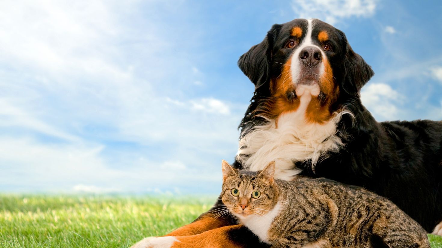 K pets. Кошки и собаки. Красивые собаки. Собака и кошка вместе. Фон животные.