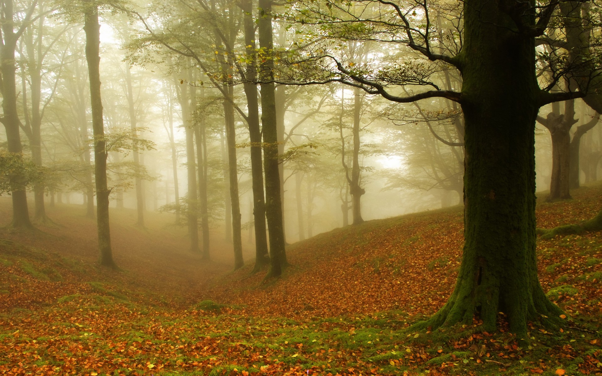 Скачать обои бесплатно Деревья, Пейзаж, Листья, Осень картинка на рабочий стол ПК