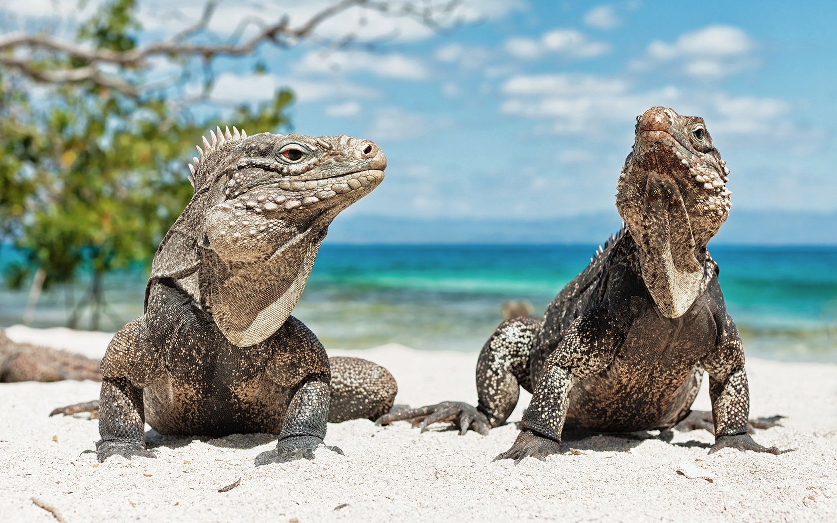 Laden Sie das Ufer, Bank, Paar, Reptilien, Iguana, Leguane, Tiere, Sand-Bild kostenlos auf Ihren PC-Desktop herunter