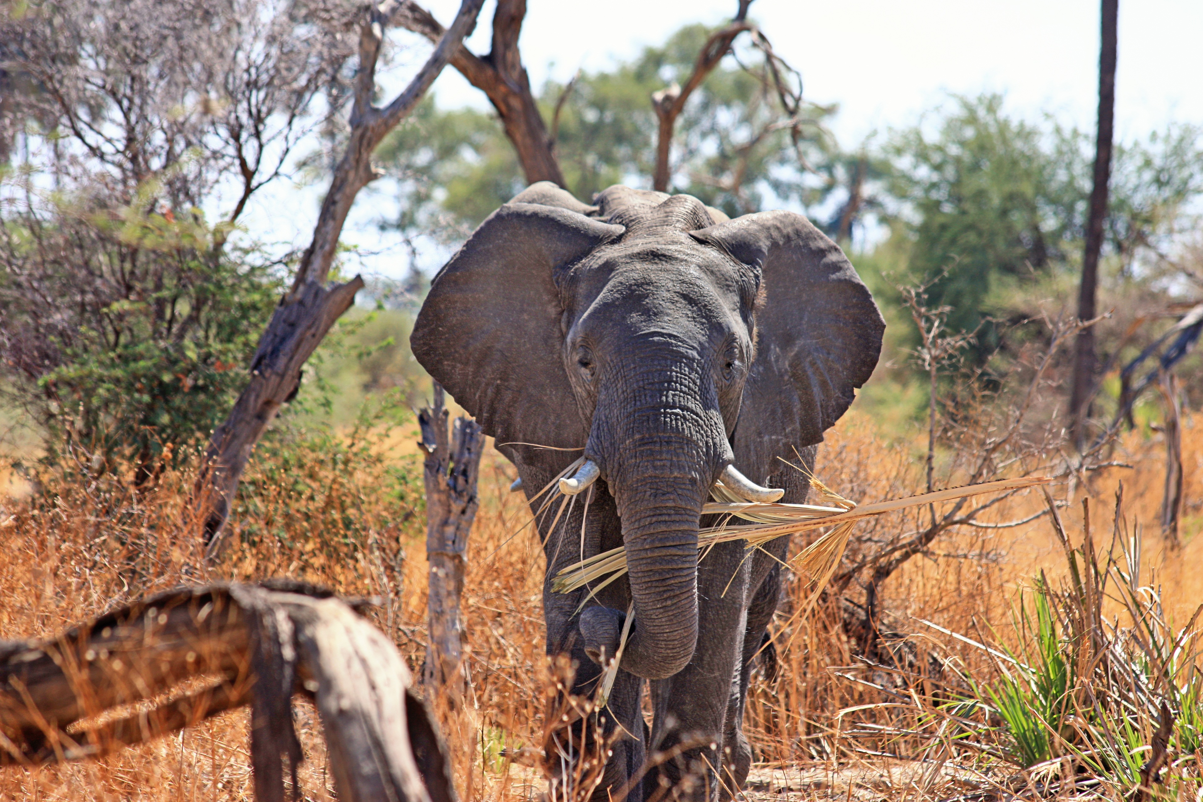elephant, africa, animals, safari, trunk