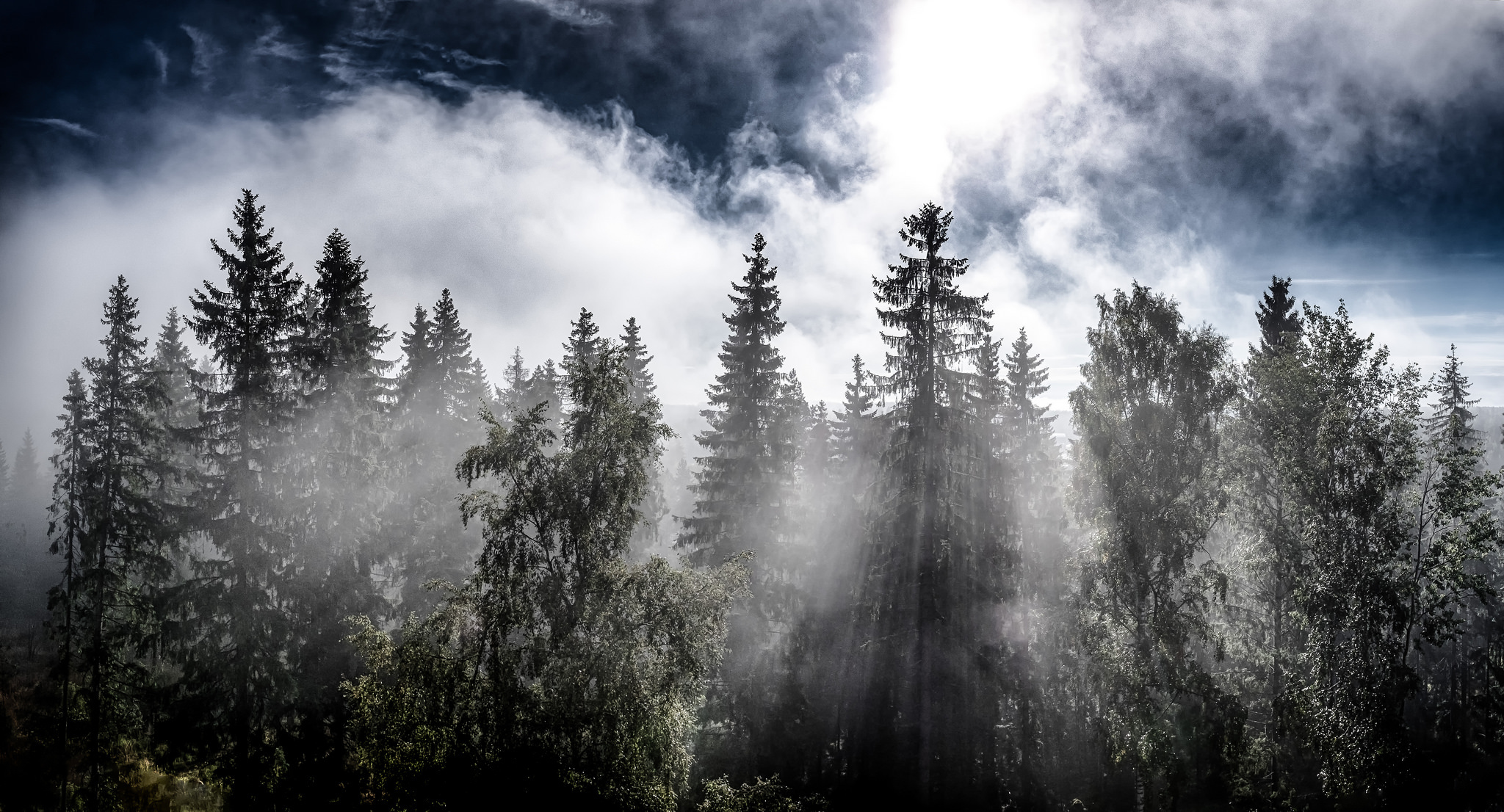 Еловый лес в тумане