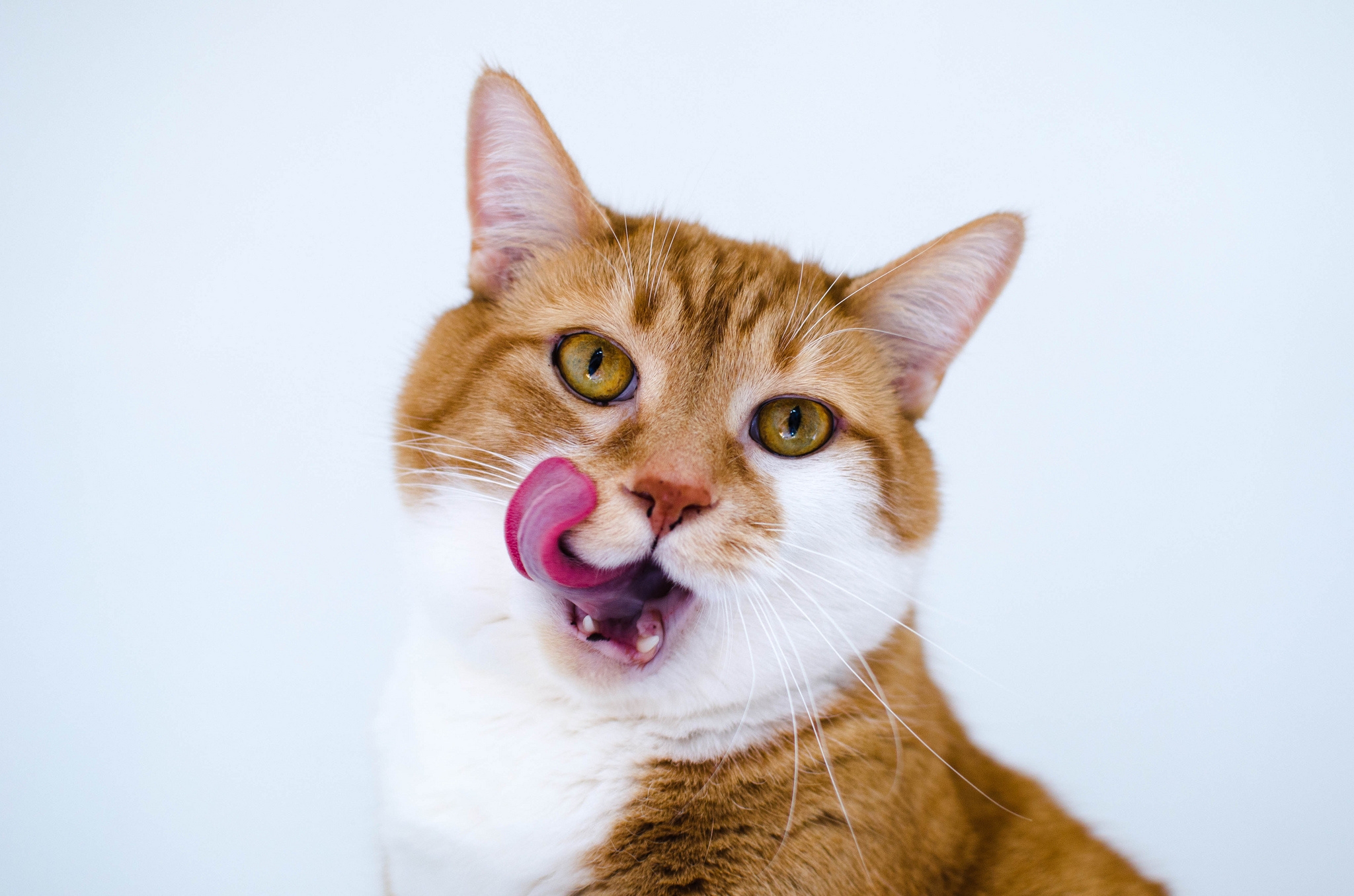 language, animals, cat, muzzle, spotted, spotty, tongue, lick your lips, licking