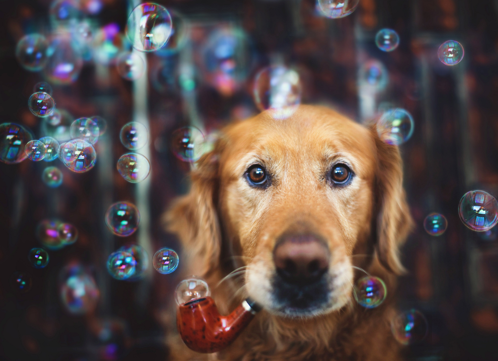 animal, golden retriever, bubble, dog, pipe, dogs 2160p