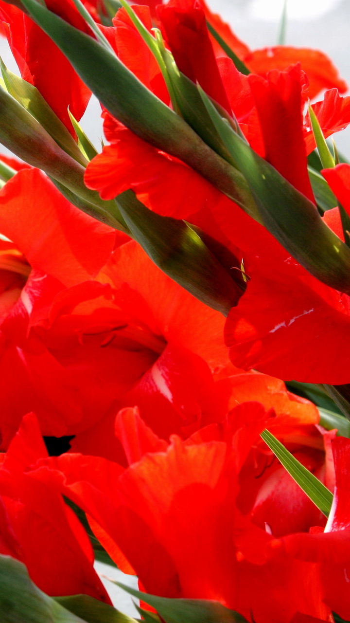 earth, gladiolus, red flower, flower, flowers HD wallpaper