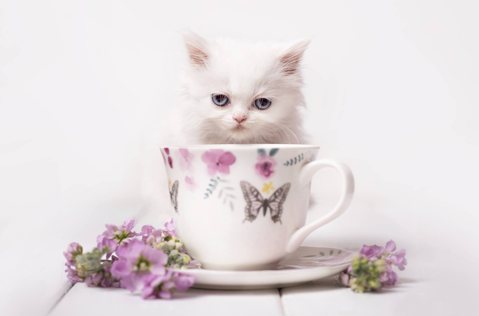 Котенок в чашке