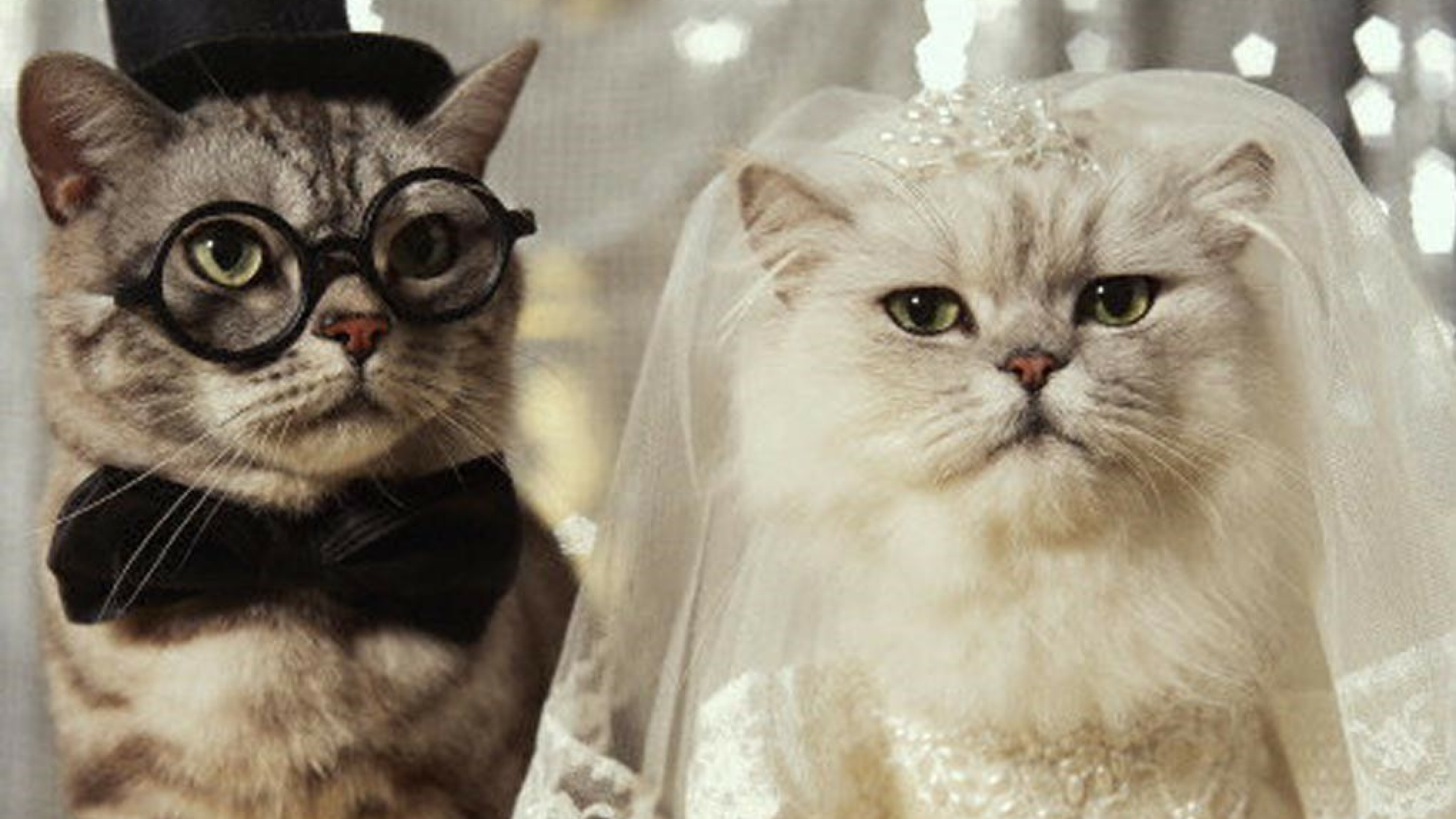 1501907 скачать обои свадьба, юмор, кошка, невеста, жених - заставки и картинки бесплатно