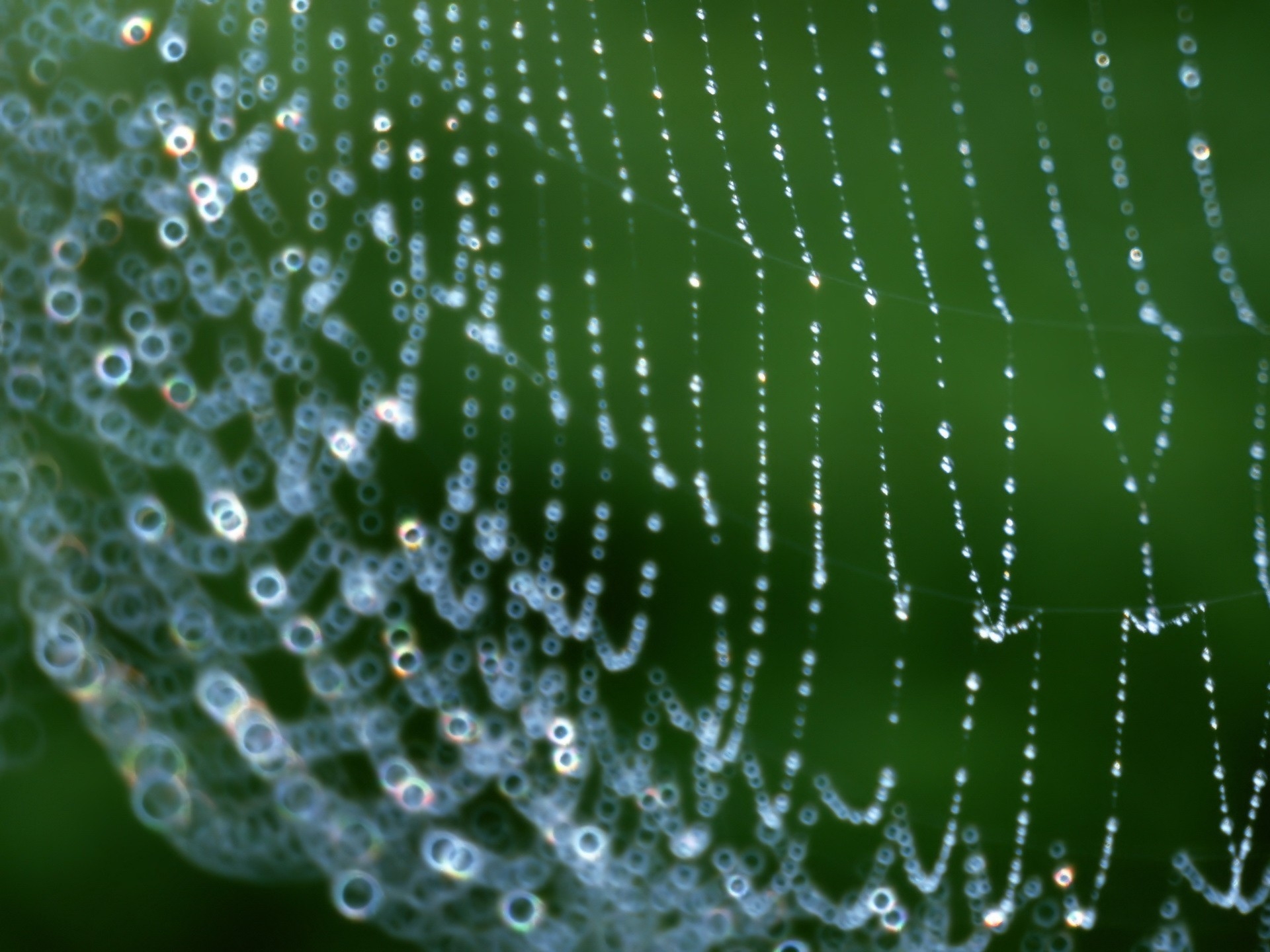 web, drops, macro, dew, net Free Stock Photo