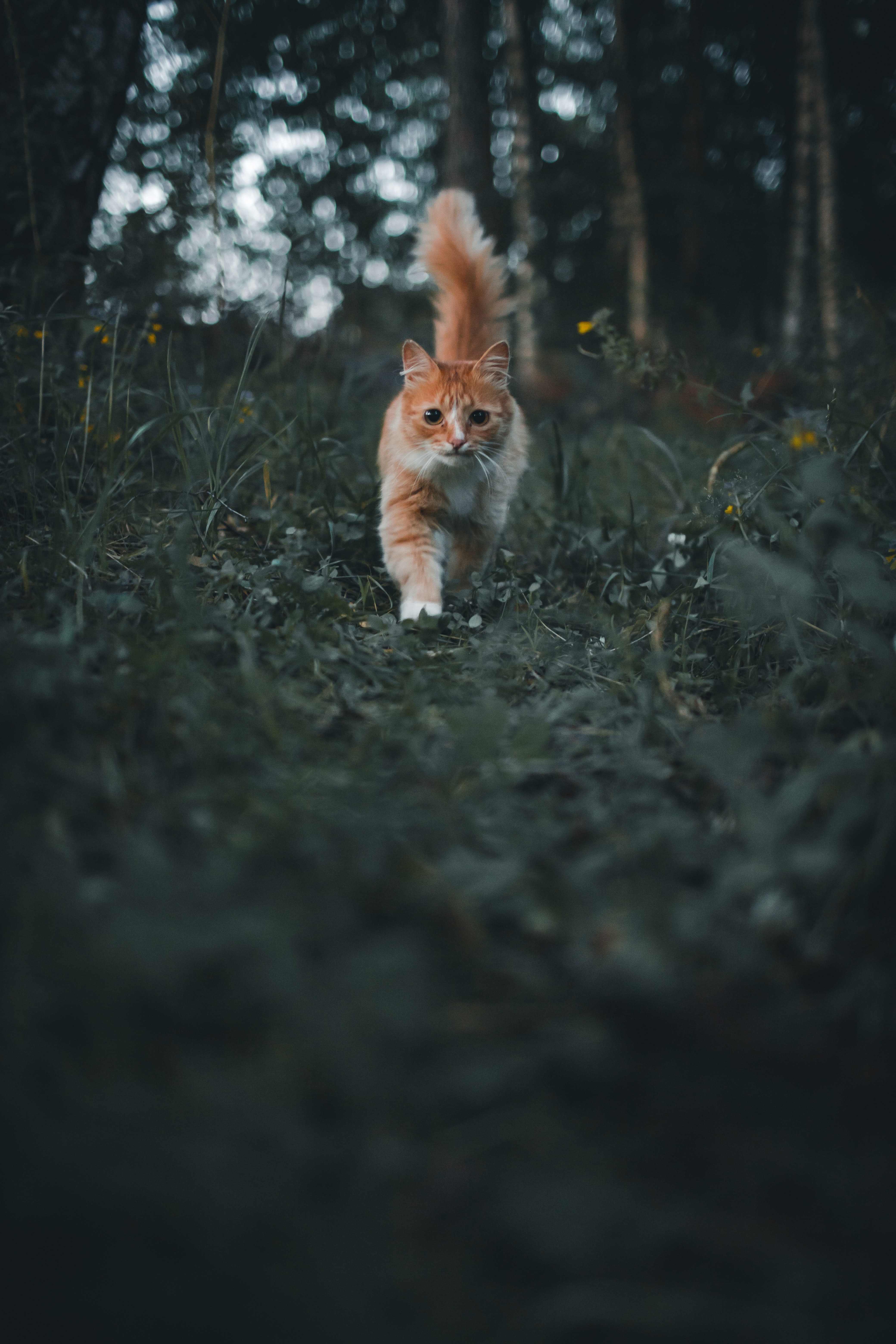 Download mobile wallpaper Fluffy, Animals, Pet, Grass, Nice, Sweetheart, Cat for free.