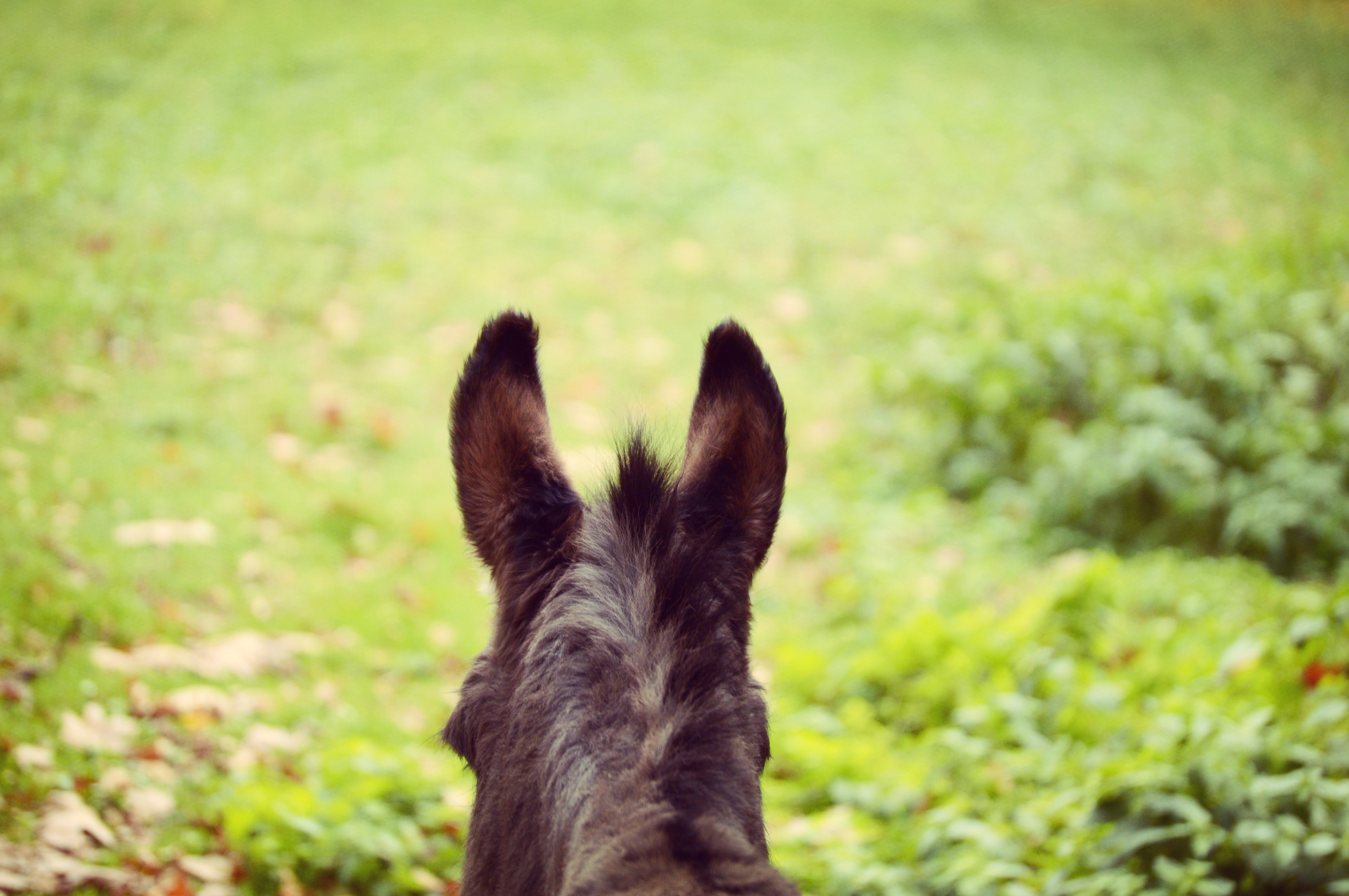 Download mobile wallpaper Ears, Wool, Donkey, Animals, Smooth, Blur for free.