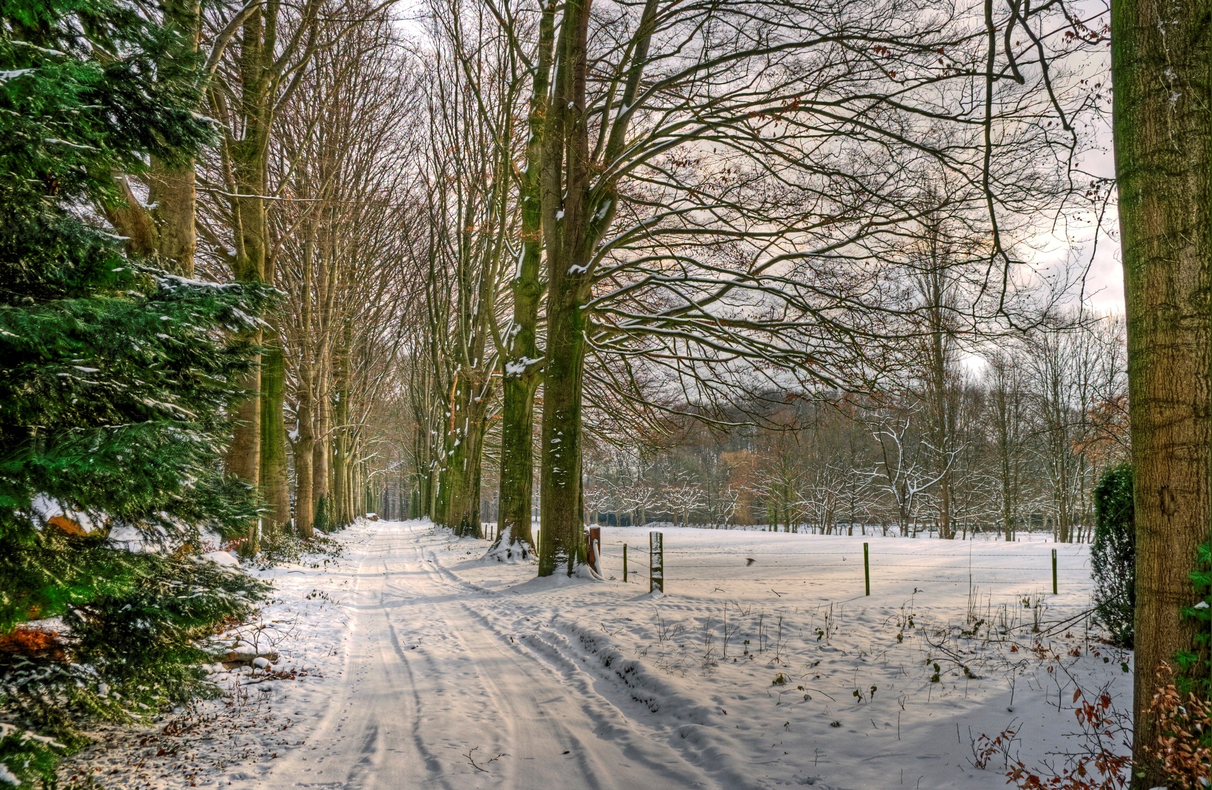 snow, nature, trees, road, alley, netherlands