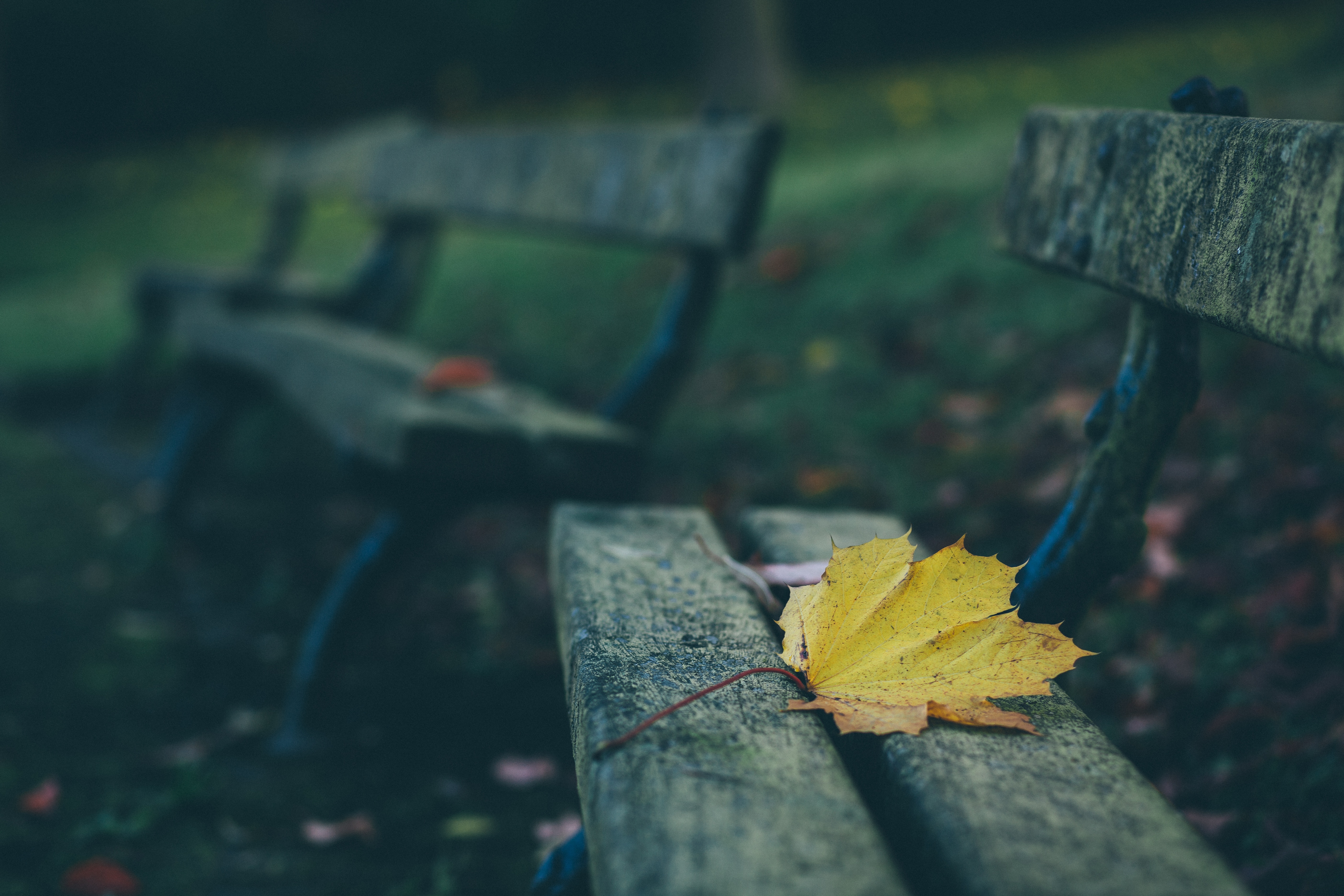 bench, autumn, nature, sheet, leaf