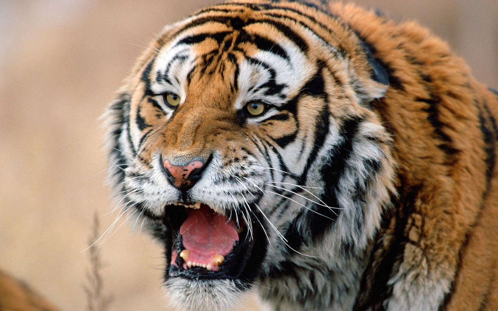 Скачать картинку Животные, Тигры в телефон бесплатно.