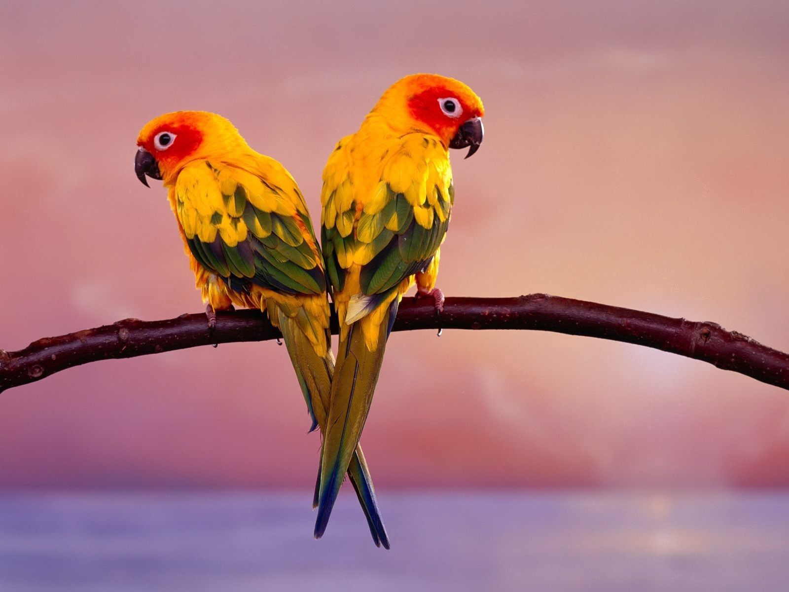 Download mobile wallpaper Branch, Tail, Sit, Animals, Color, Parrots for free.