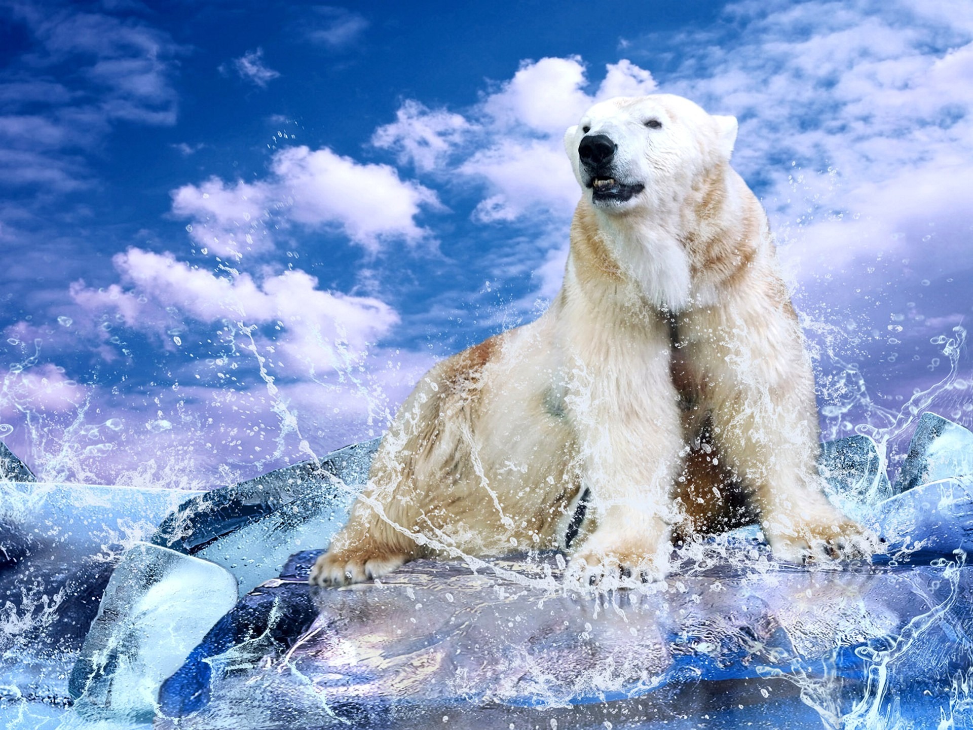 animal, polar bear, bears images