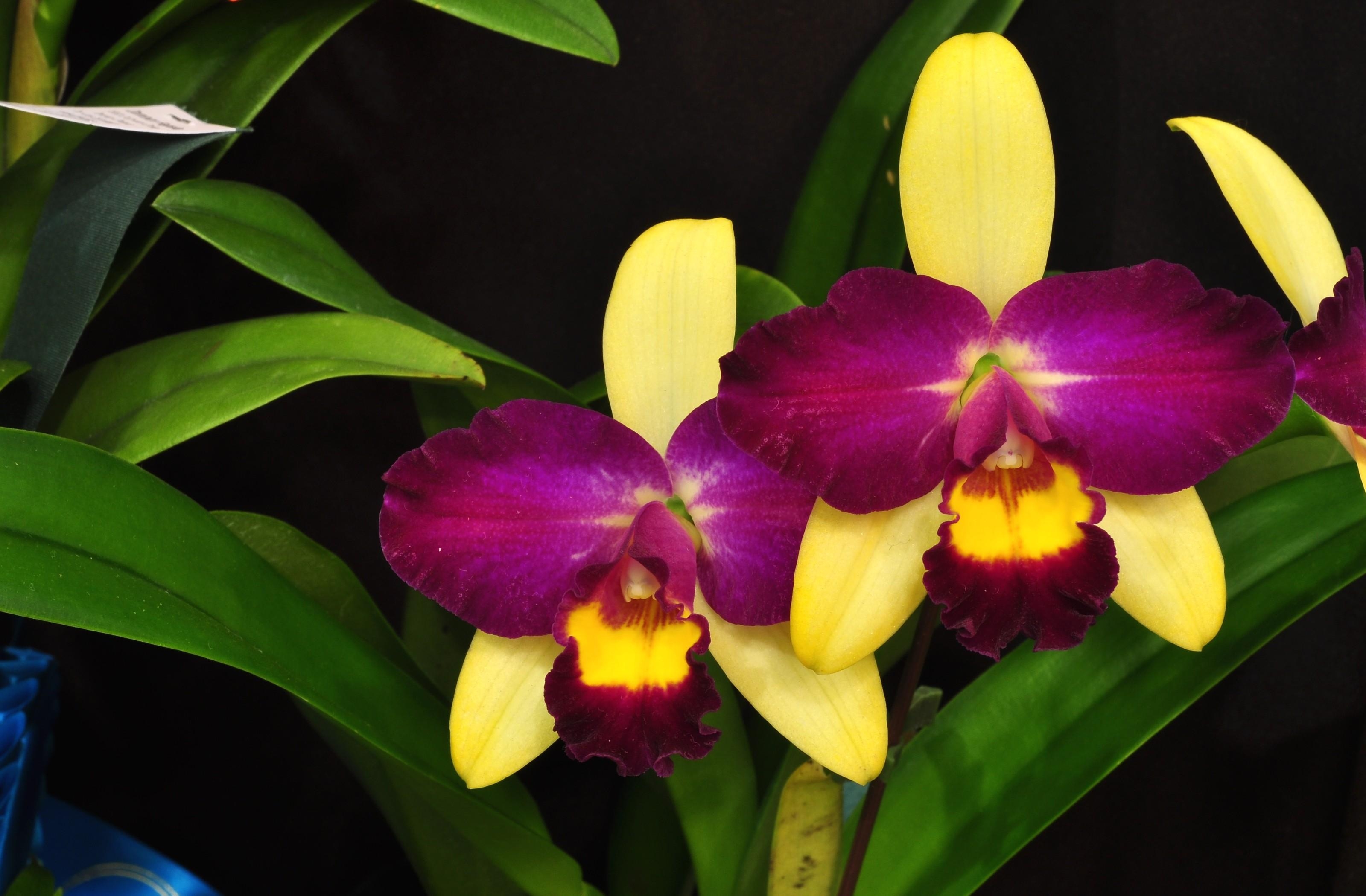 Handy-Wallpaper Orchid, Orchidee, Nahaufnahme, Blume, Nahansicht, Blätter, Blumen, Lila kostenlos herunterladen.