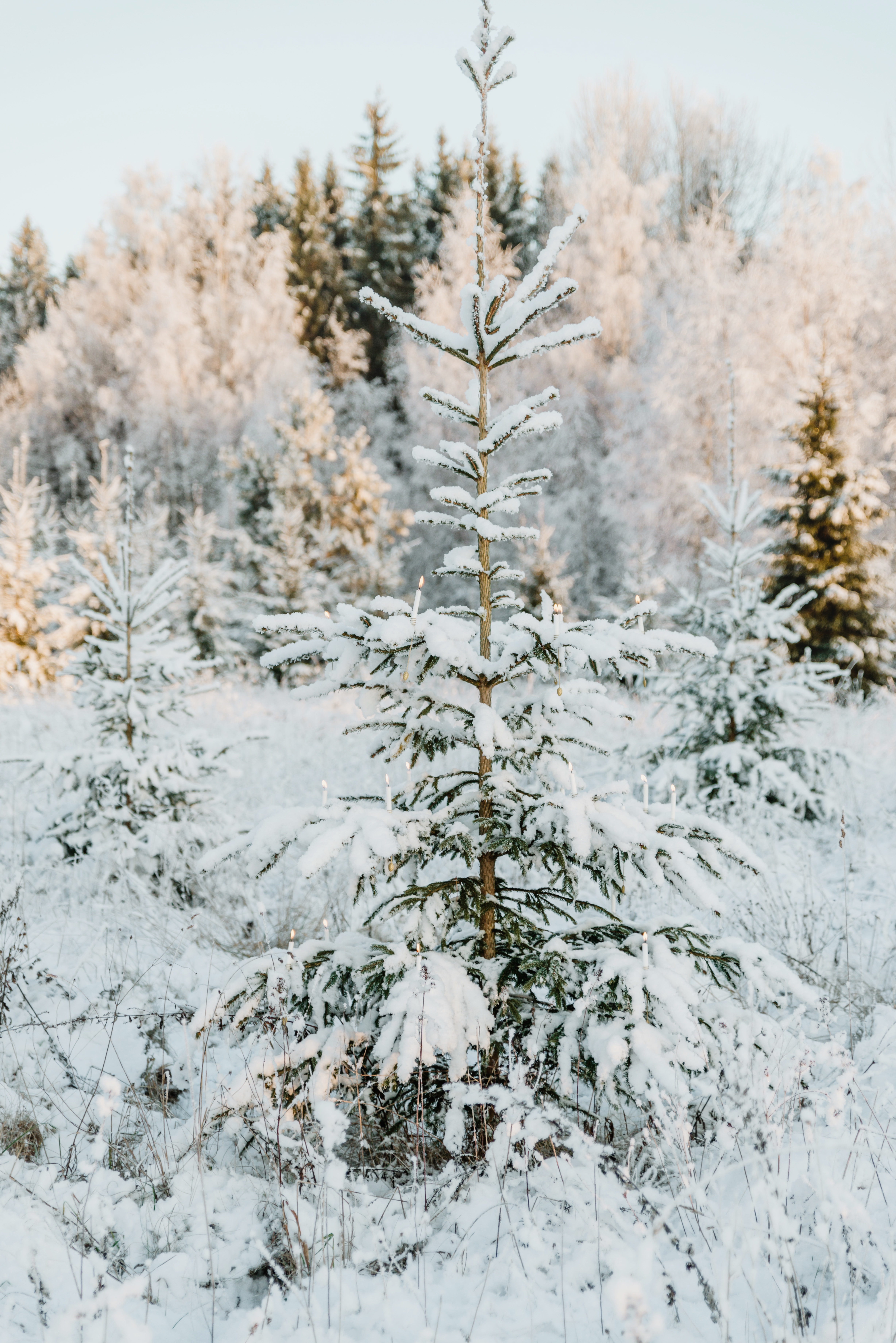 christmas tree, winter, nature, snow, wood, tree, garland cellphone