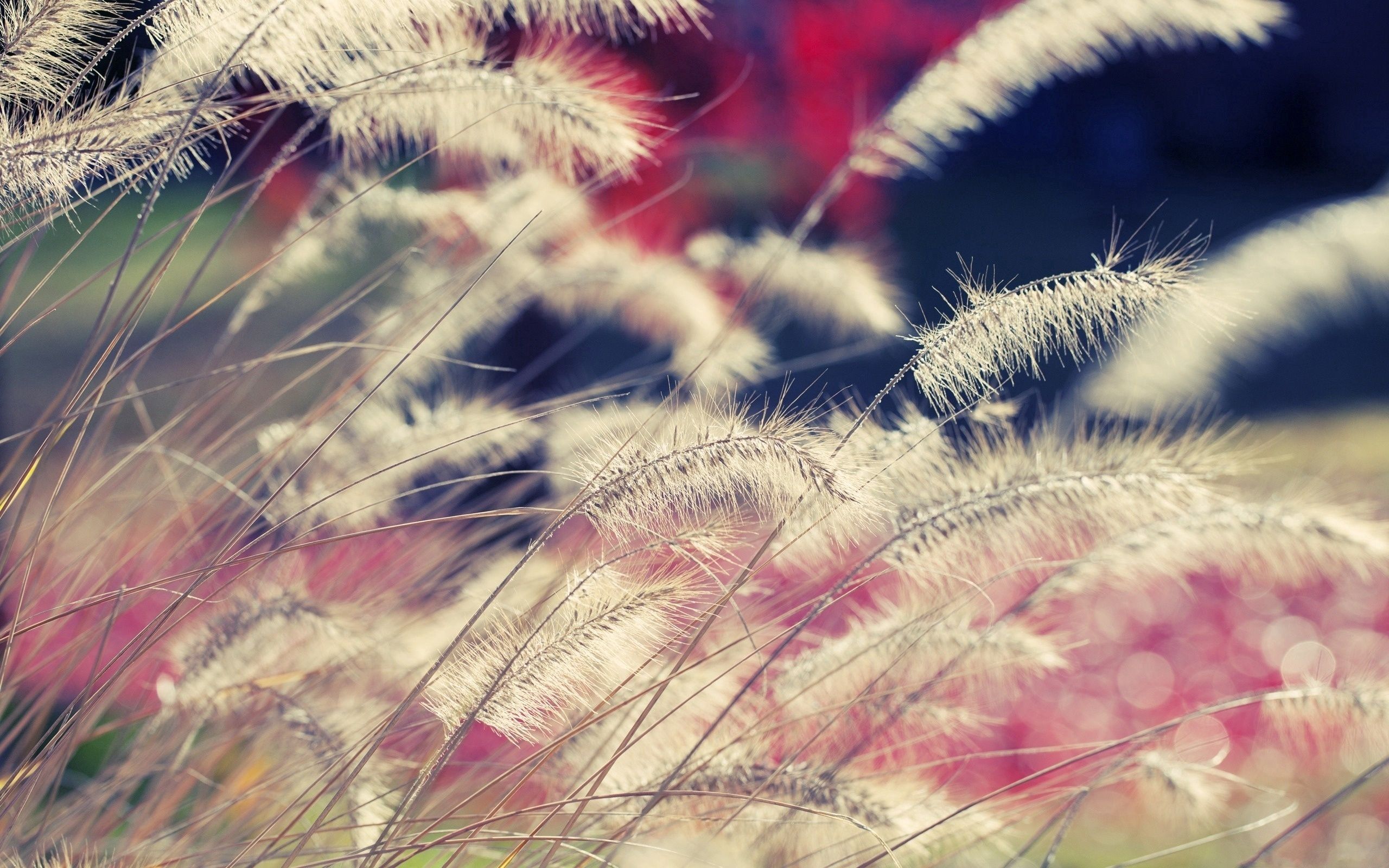 Download mobile wallpaper Dry, Macro, Wind, Grass for free.