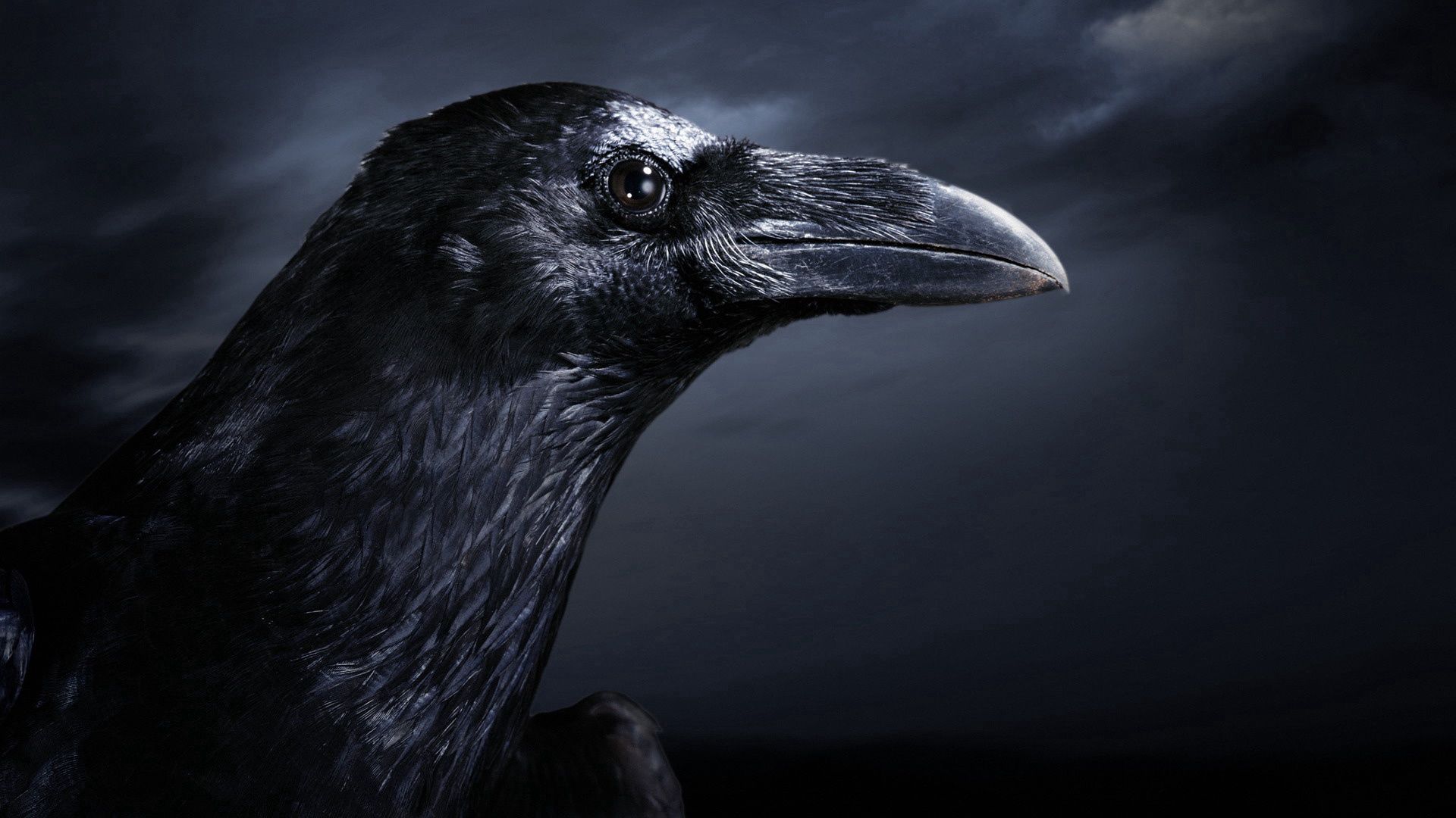 raven, animals, black, bird, beak, profile