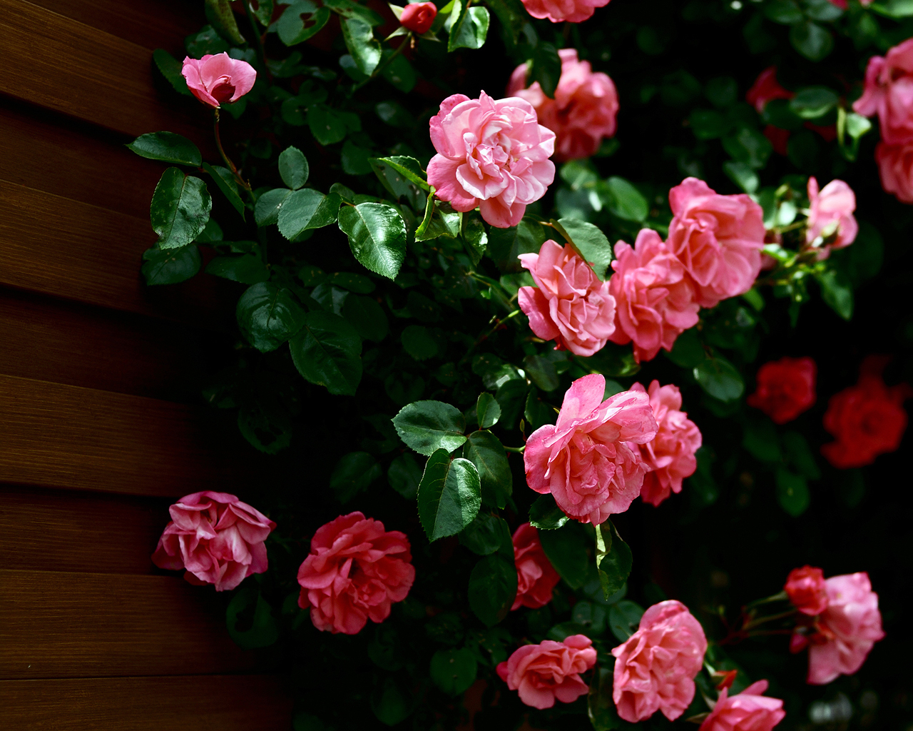 Baixar papel de parede para celular de Plantas, Flores, Rosas gratuito.