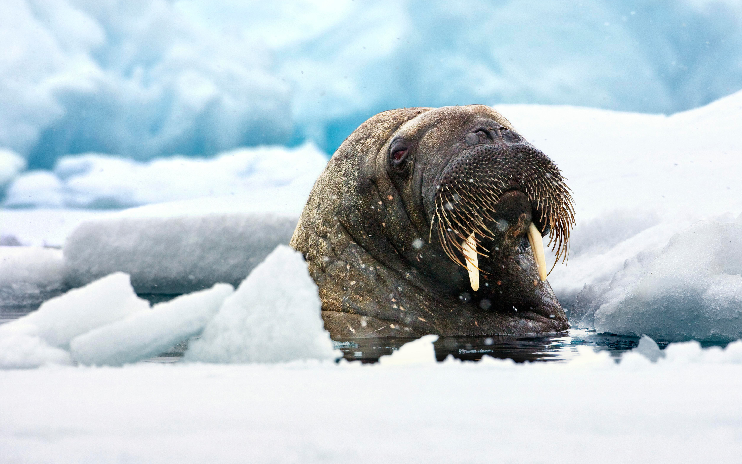 Ice animals. Остров Врангеля моржи. Тихоокеанский морж. Ластоногие моржи. Морж в Арктике.