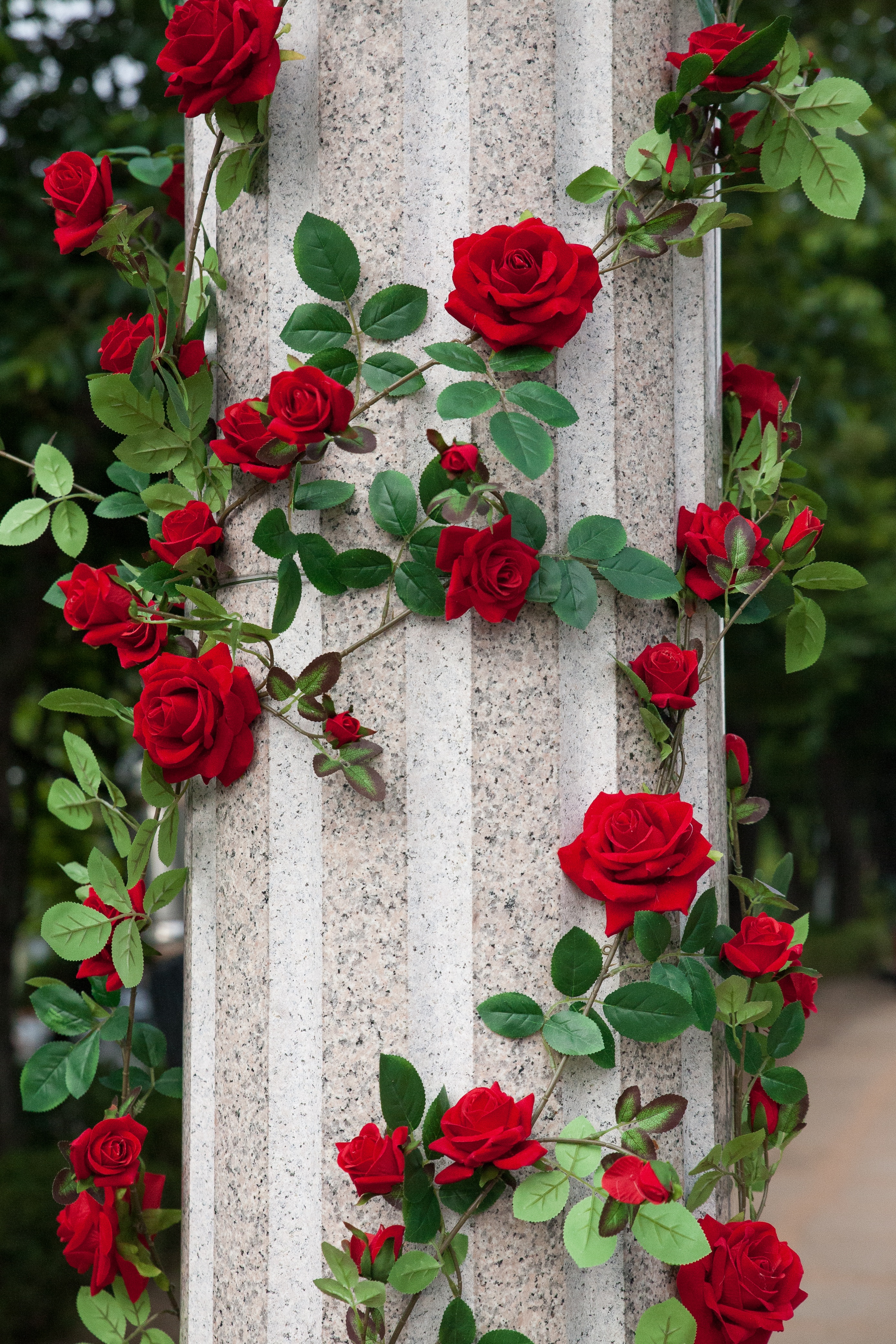 Roses cellphone Wallpaper
