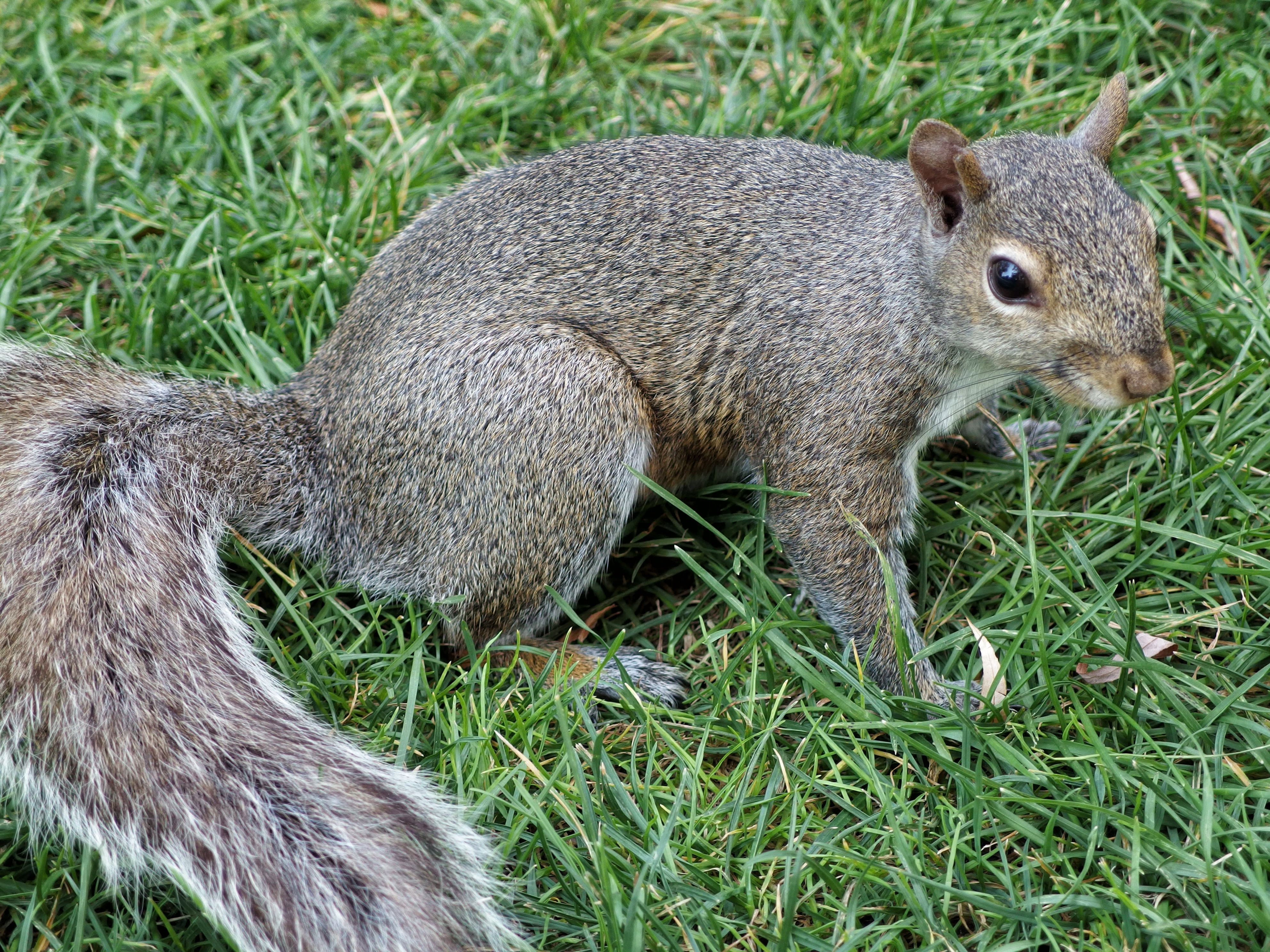 Laden Sie das Grass, Schwanz, Tiere, Eichhörnchen-Bild kostenlos auf Ihren PC-Desktop herunter