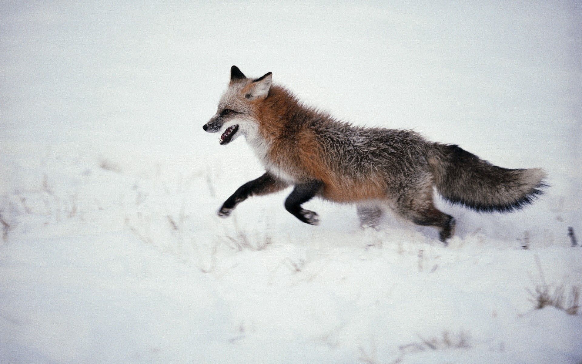 Download mobile wallpaper Snow, Animals, Stroll, Run Away, Run, Fox for free.
