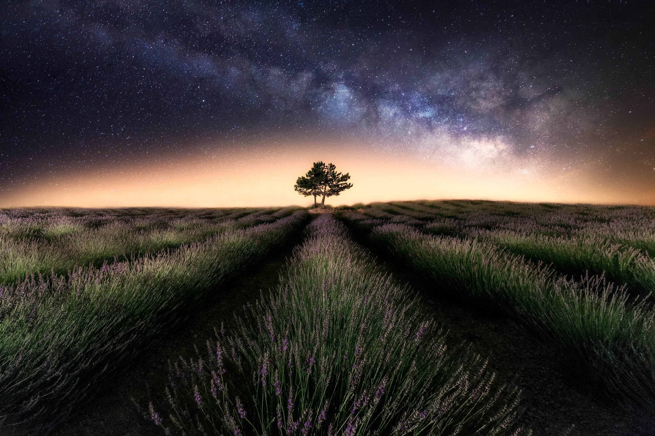 Ночь поле звезды дерево