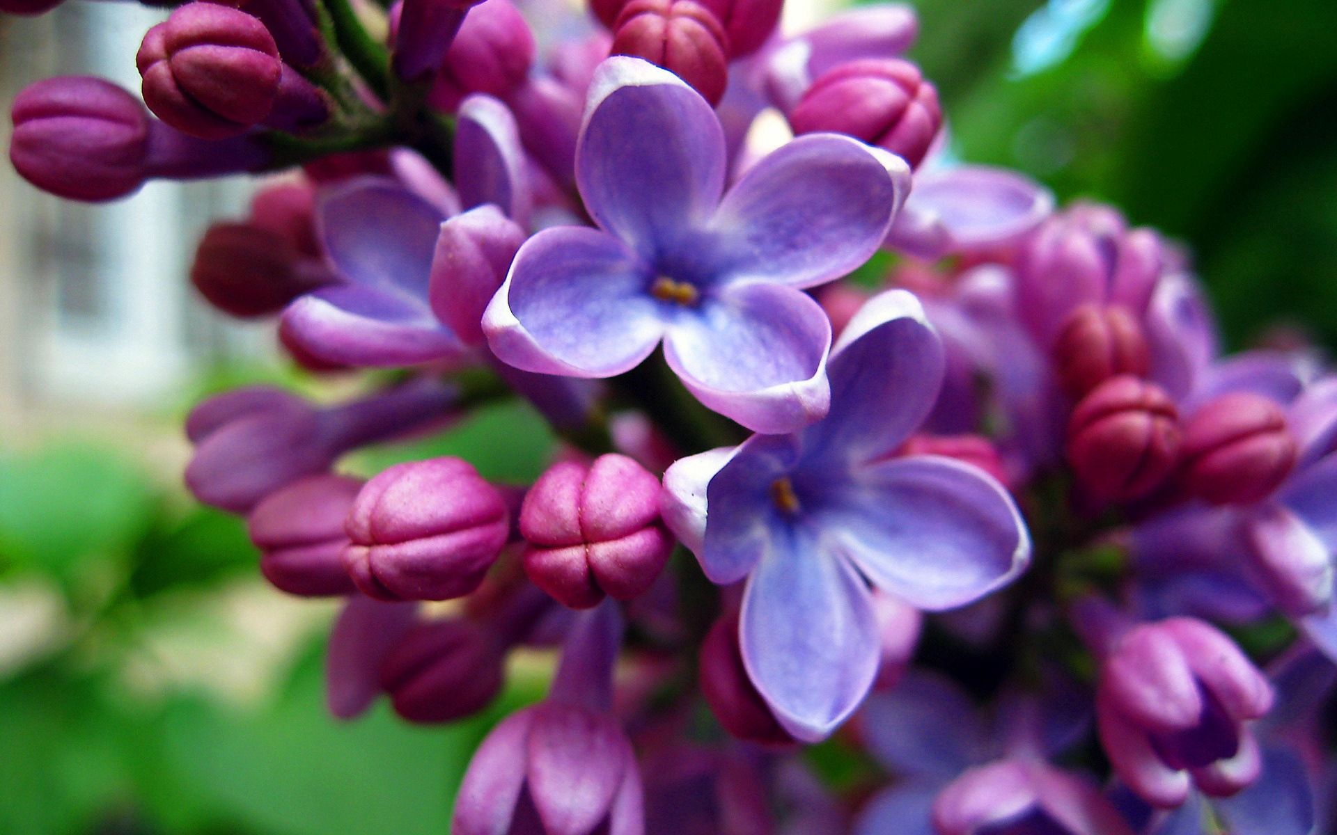 Laden Sie das Lilac, Blühen, Makro, Blühenden, Licht, Blumen, Hell Gefärbt-Bild kostenlos auf Ihren PC-Desktop herunter